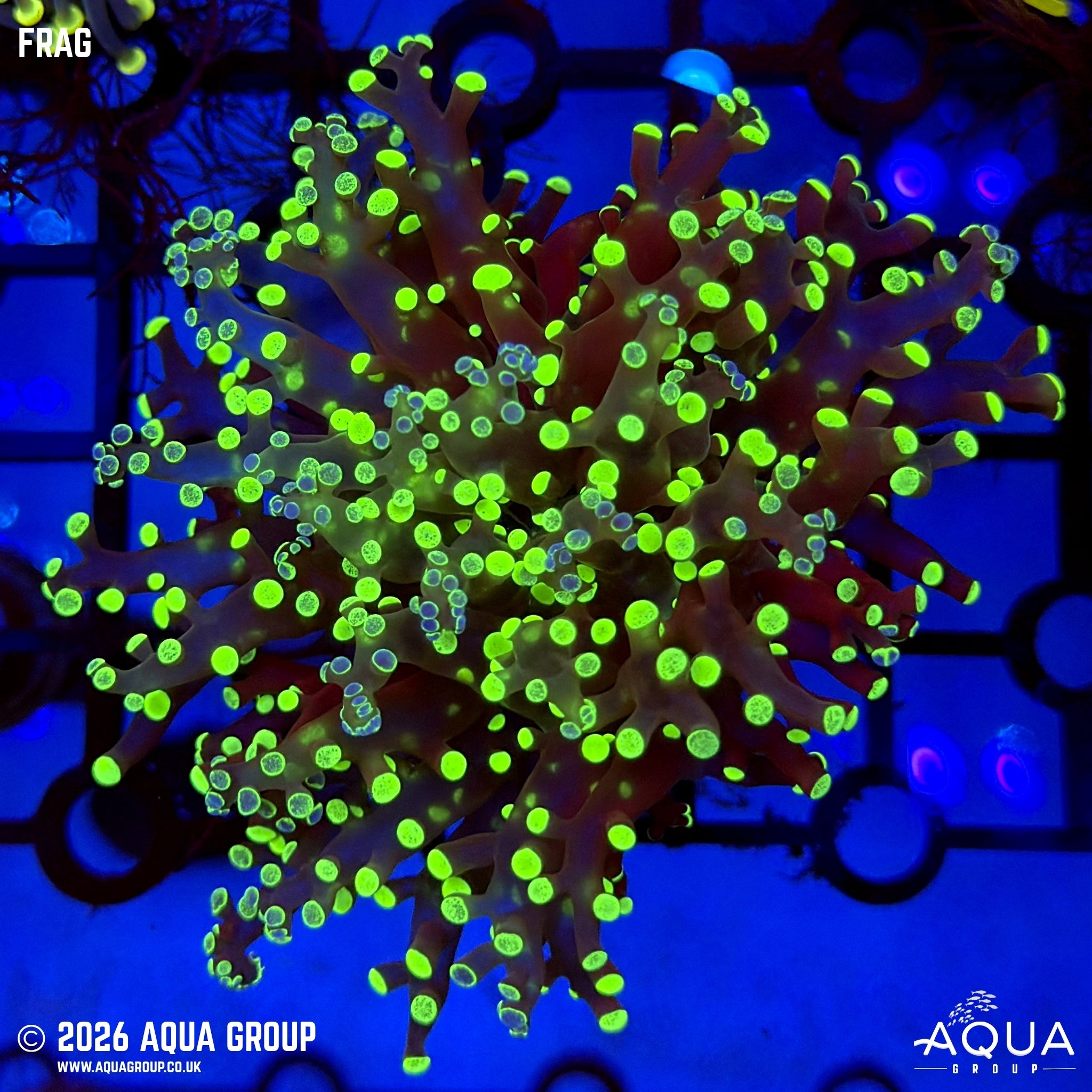 Atomic Branching Frogspawn - Euphyllia divisa