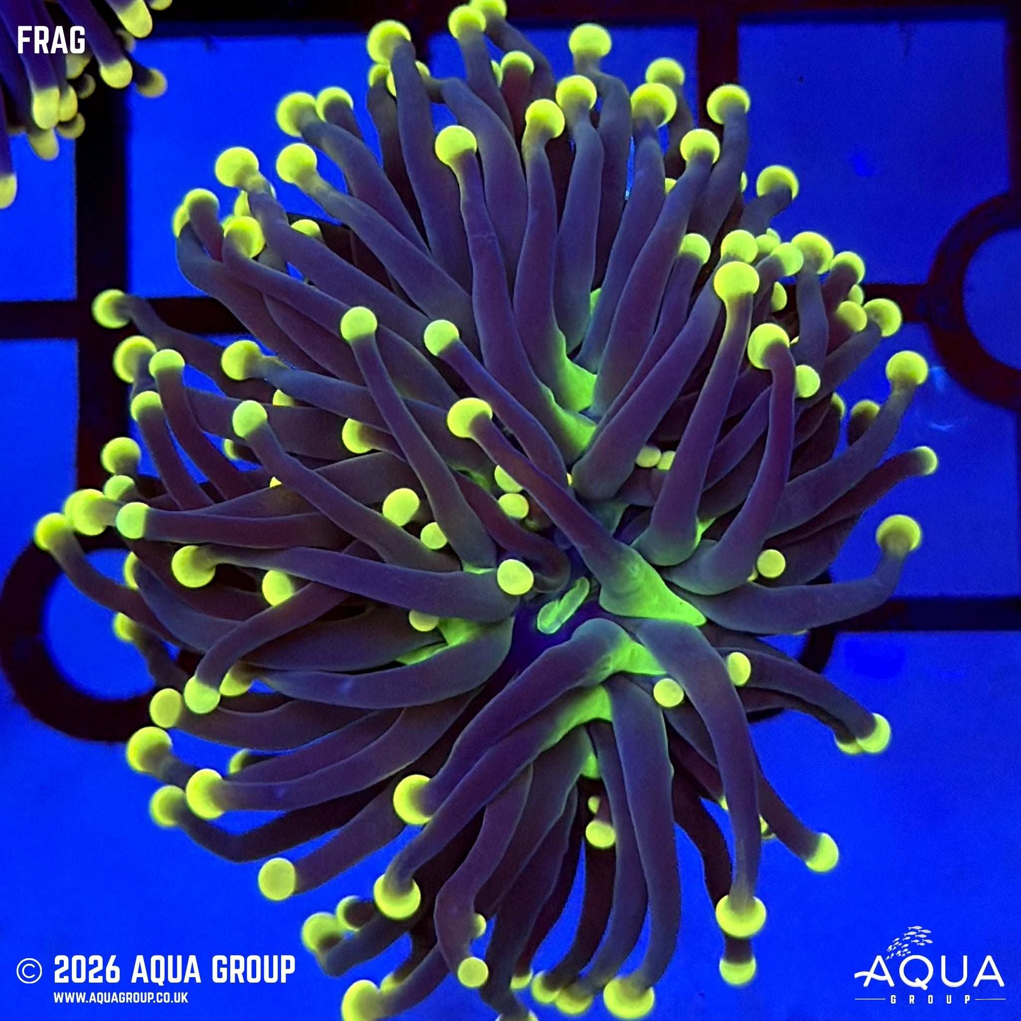 Atomic Torch Coral - Euphyllia glabrescens