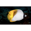 Auriga Butterflyfish - Aqua Group
