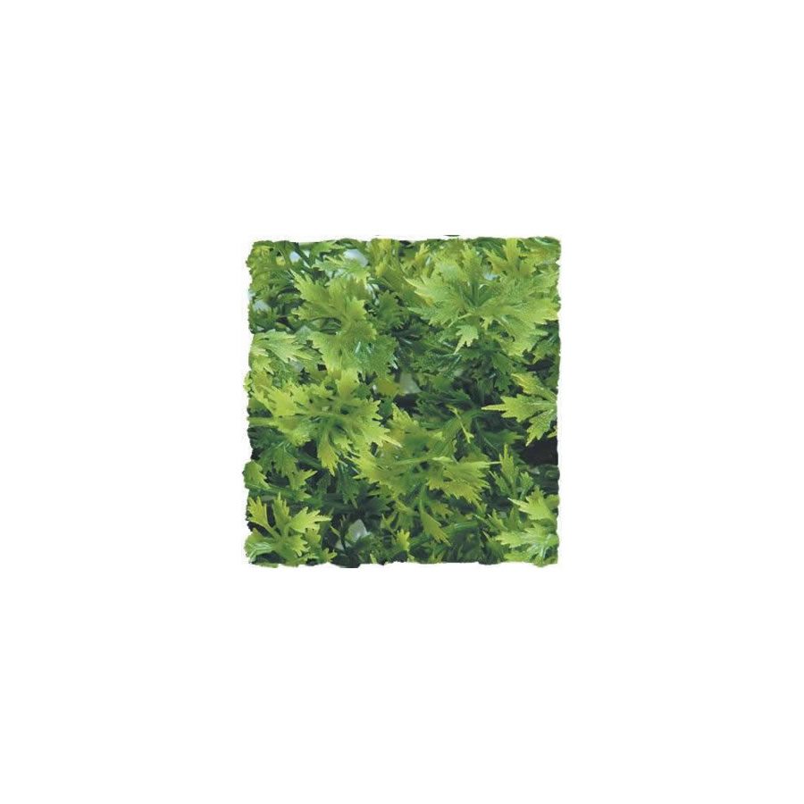 Australian Maple - Large
