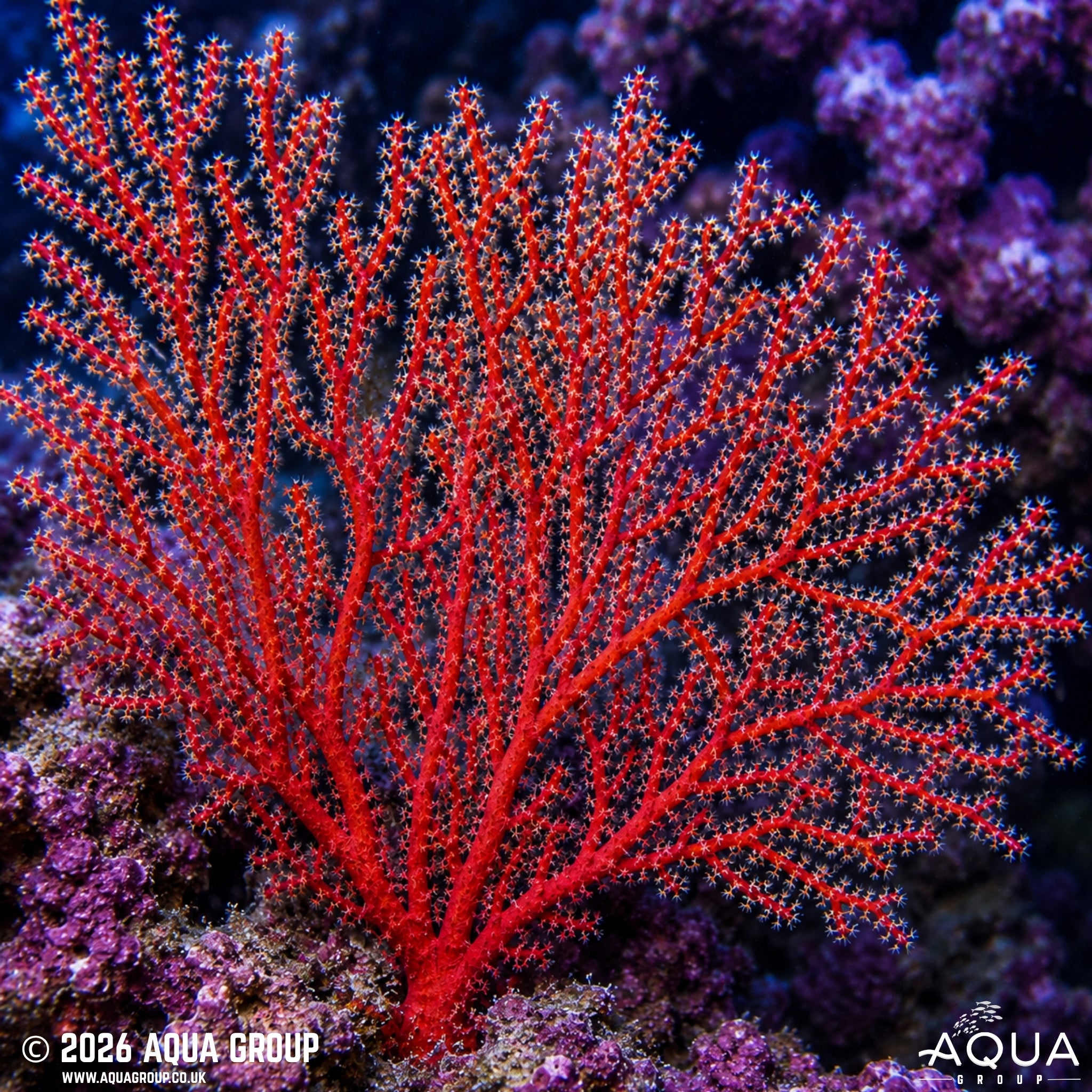 Australian Red Fan Gorgonian - Gorgonia sp