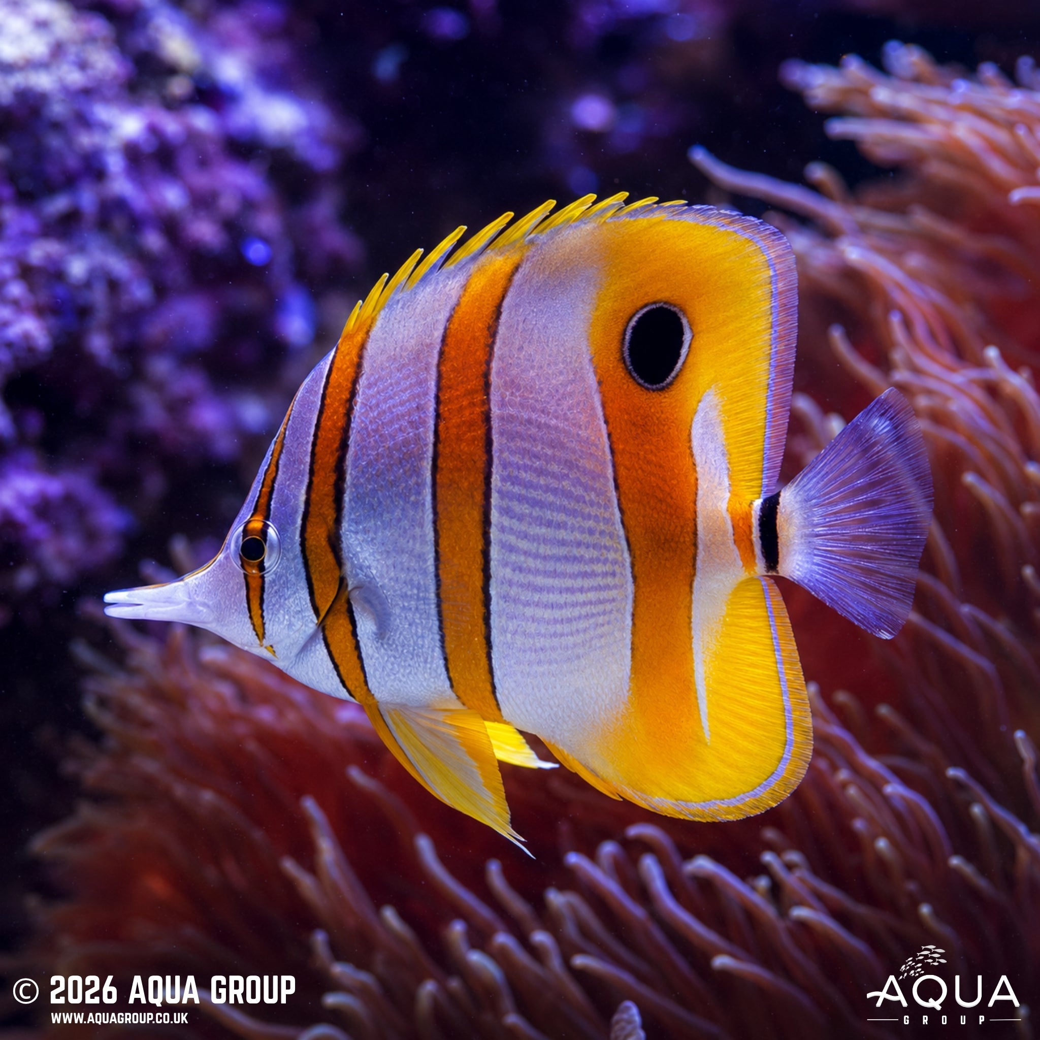 Australian Copperband Butterfly - Chelmon rostratus - Aqua Group