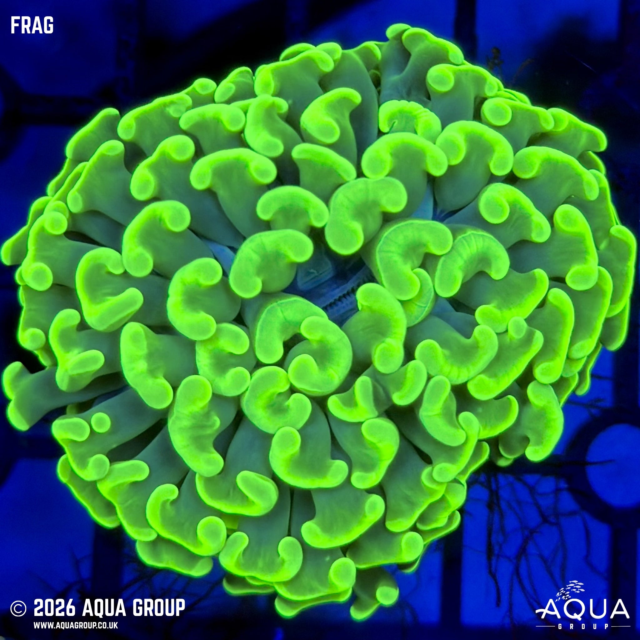 Australian Fluoro Green Branching Hammer - Fimbriaphyllia paraancora