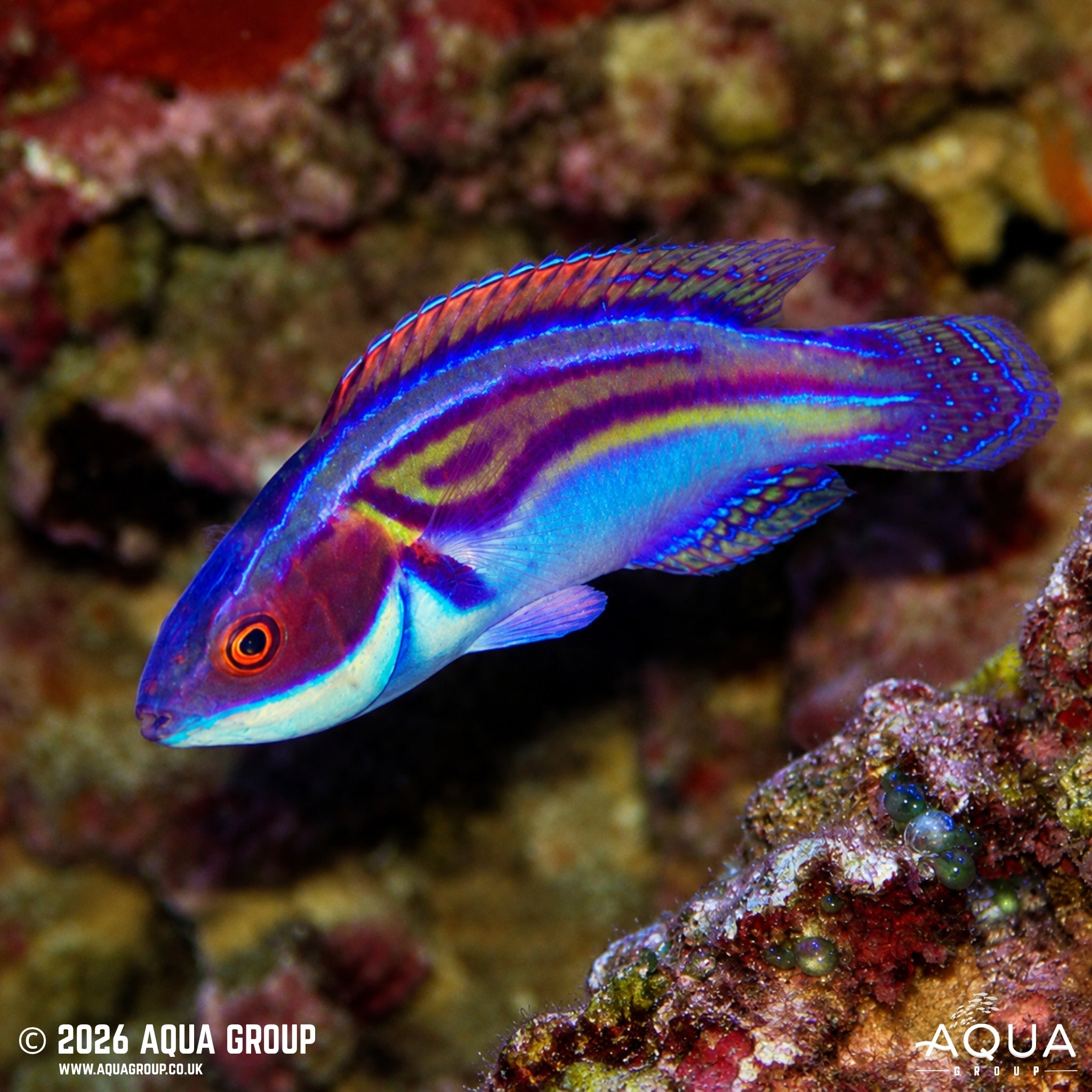 Australian Labout's Fairy Wrasse - Cirrhilabrus laboutei - Aqua Group