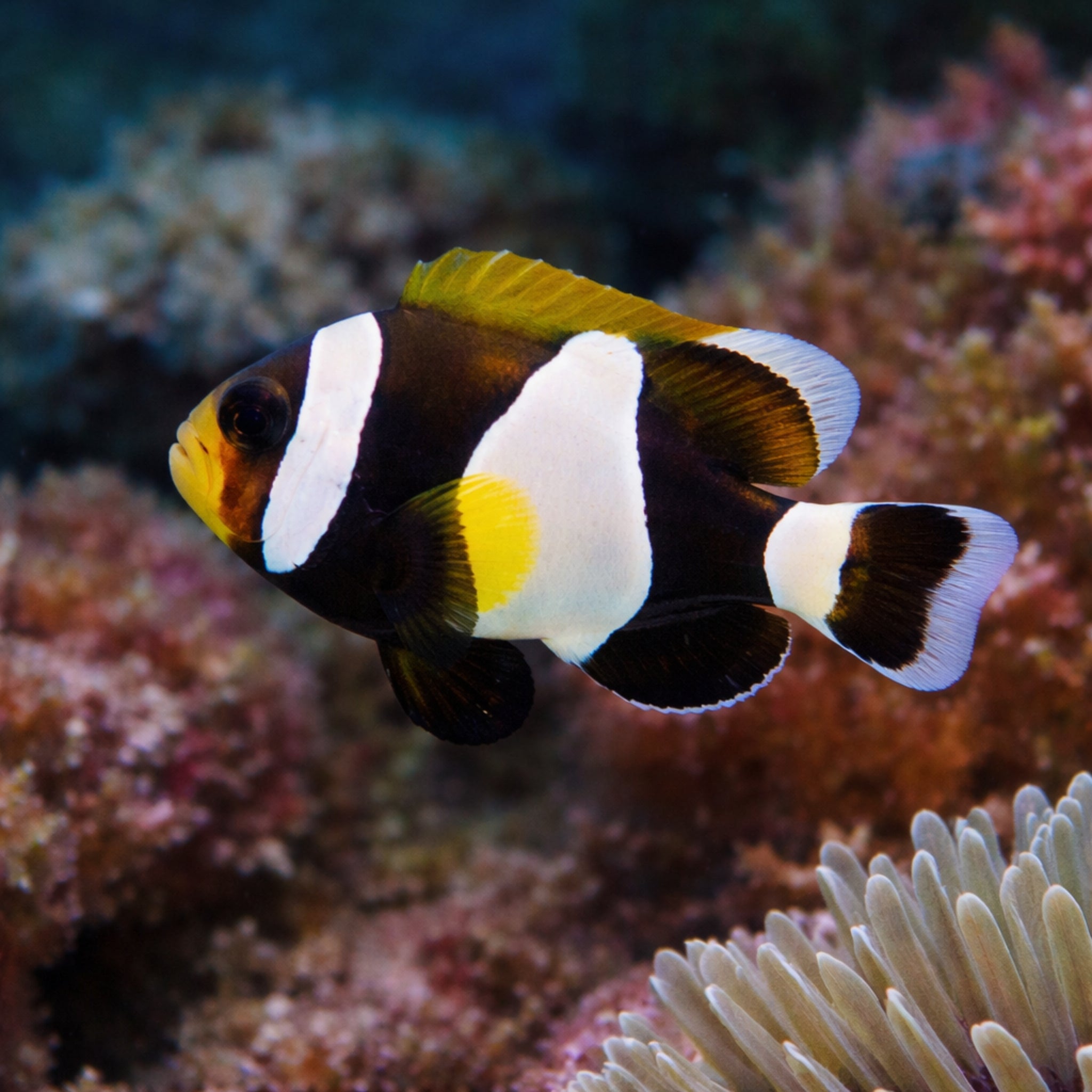 Australian Wideband Clownfish - Amphiprion latezonatus