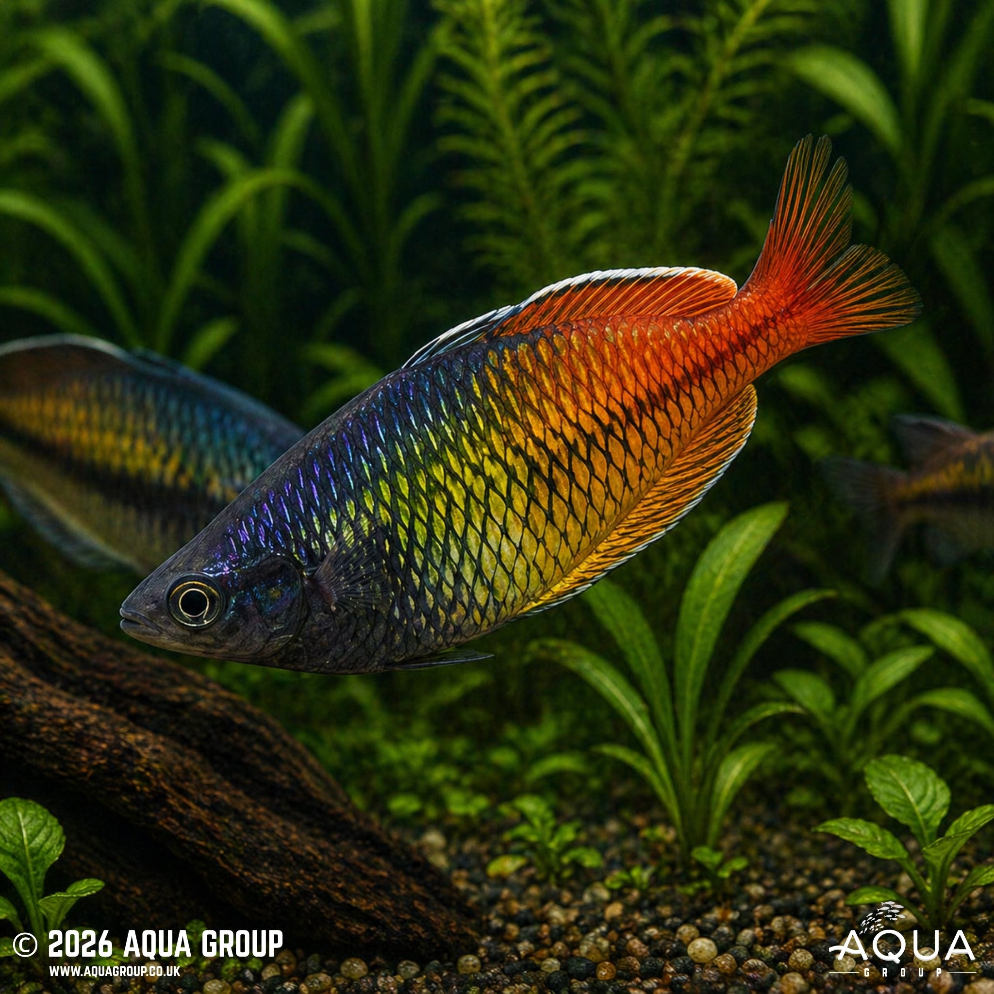 Aves Creek Rainbowfish - Melanotaenia boesemani "Aves Creek"