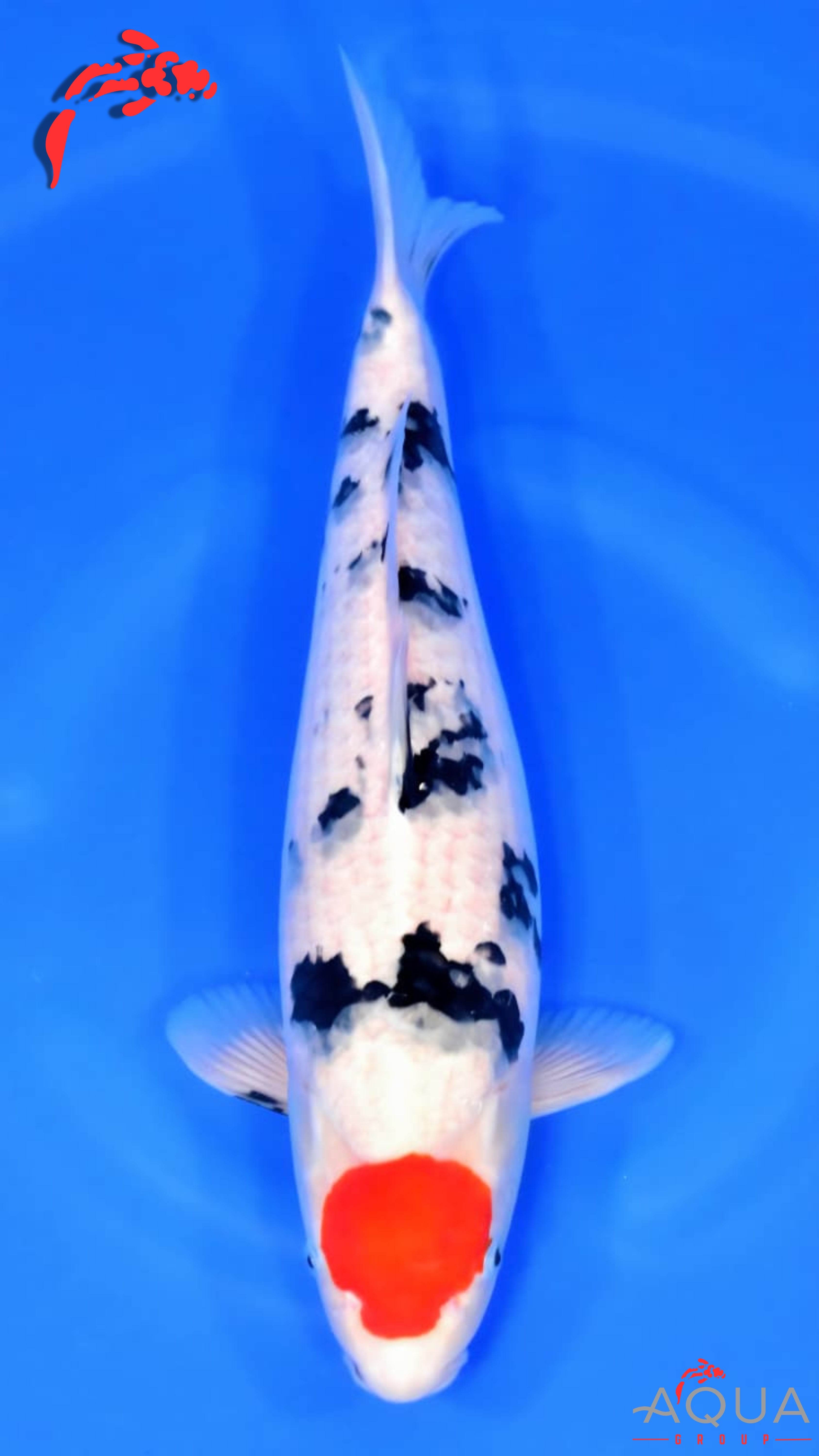 Tancho Sanke - Okawa - Nisai