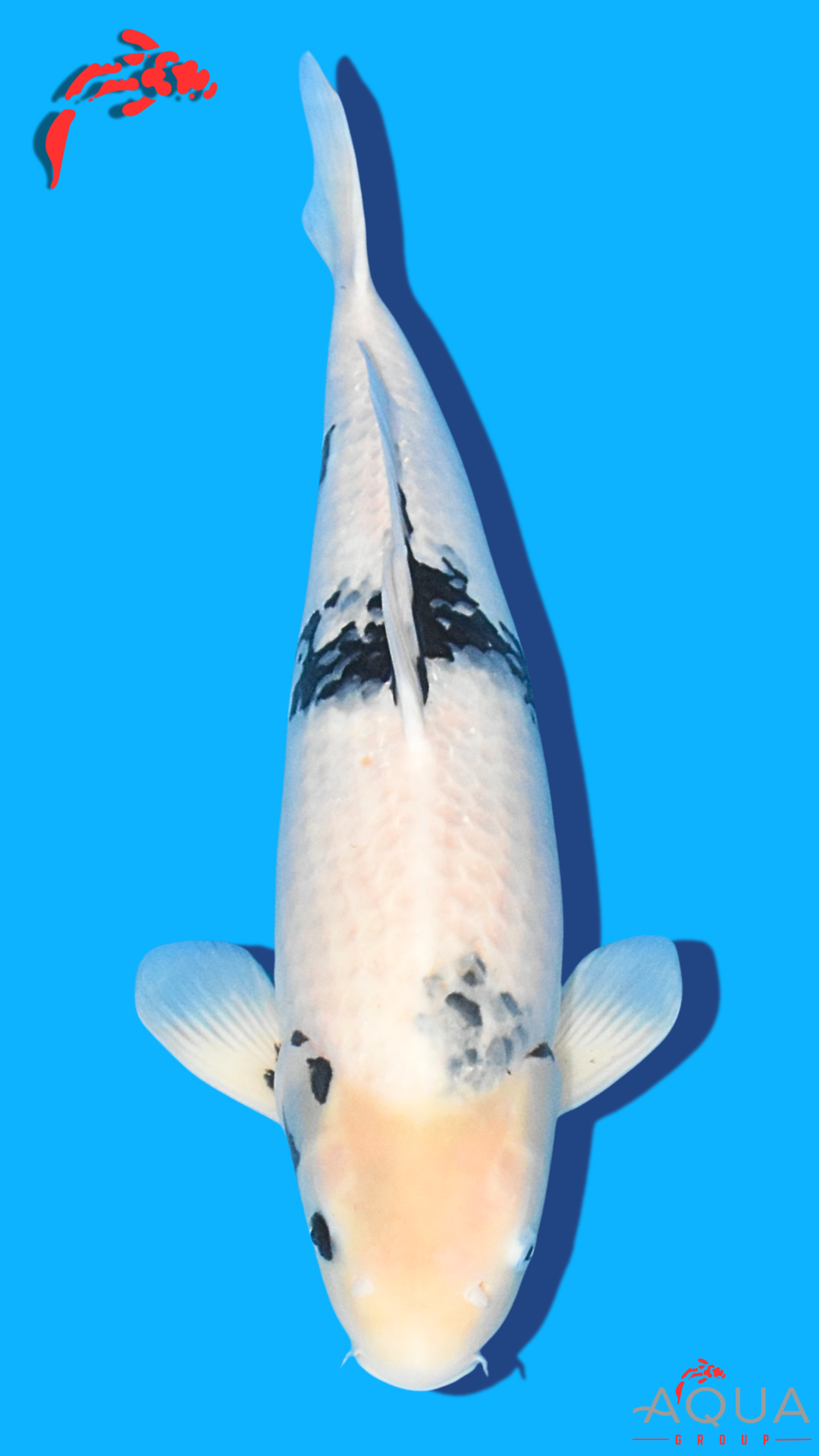 Shiro Utsuri - Okawa - Nisai - #01 - Aqua Group