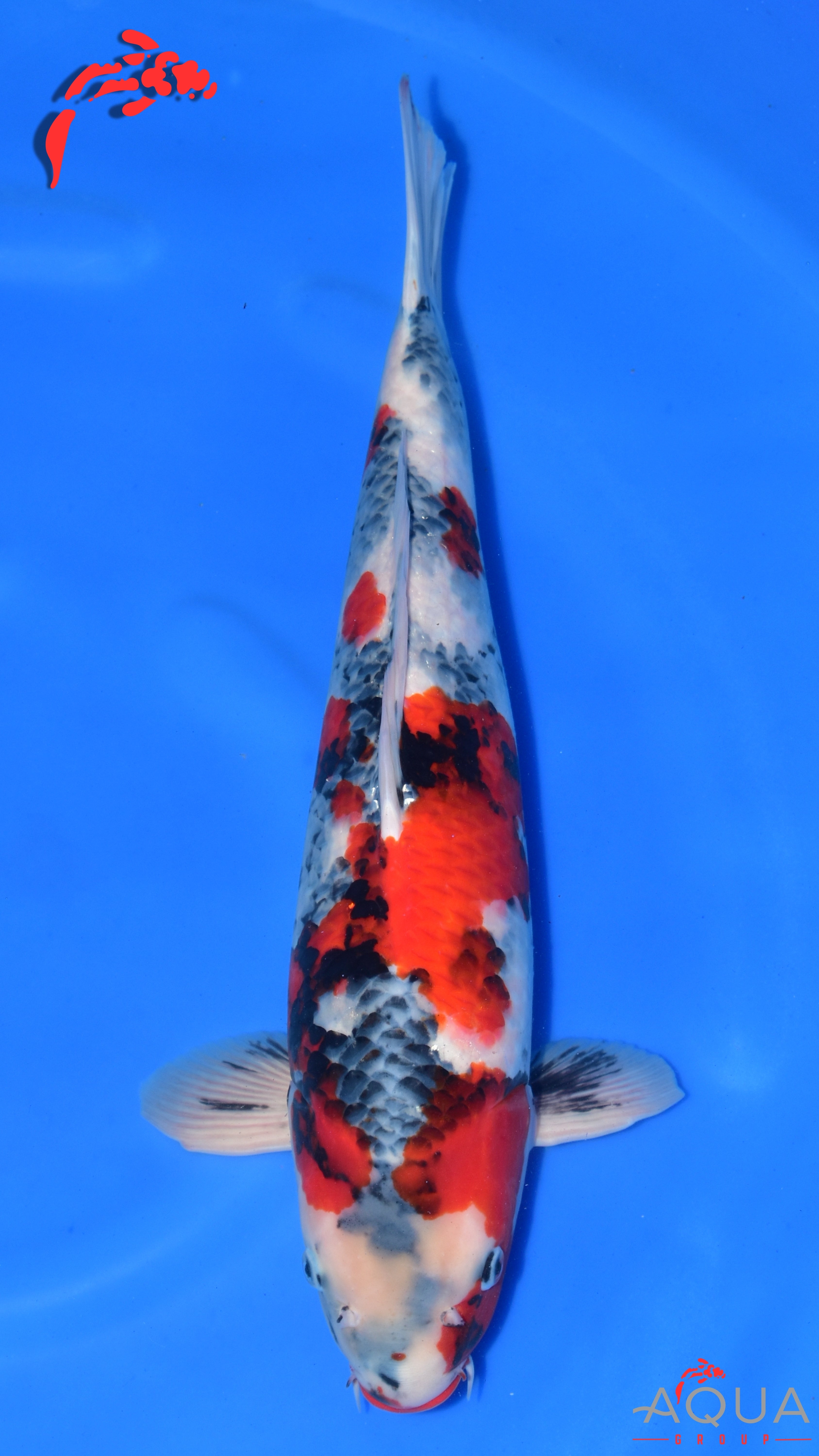 Showa - Ogata - Nisai - #02