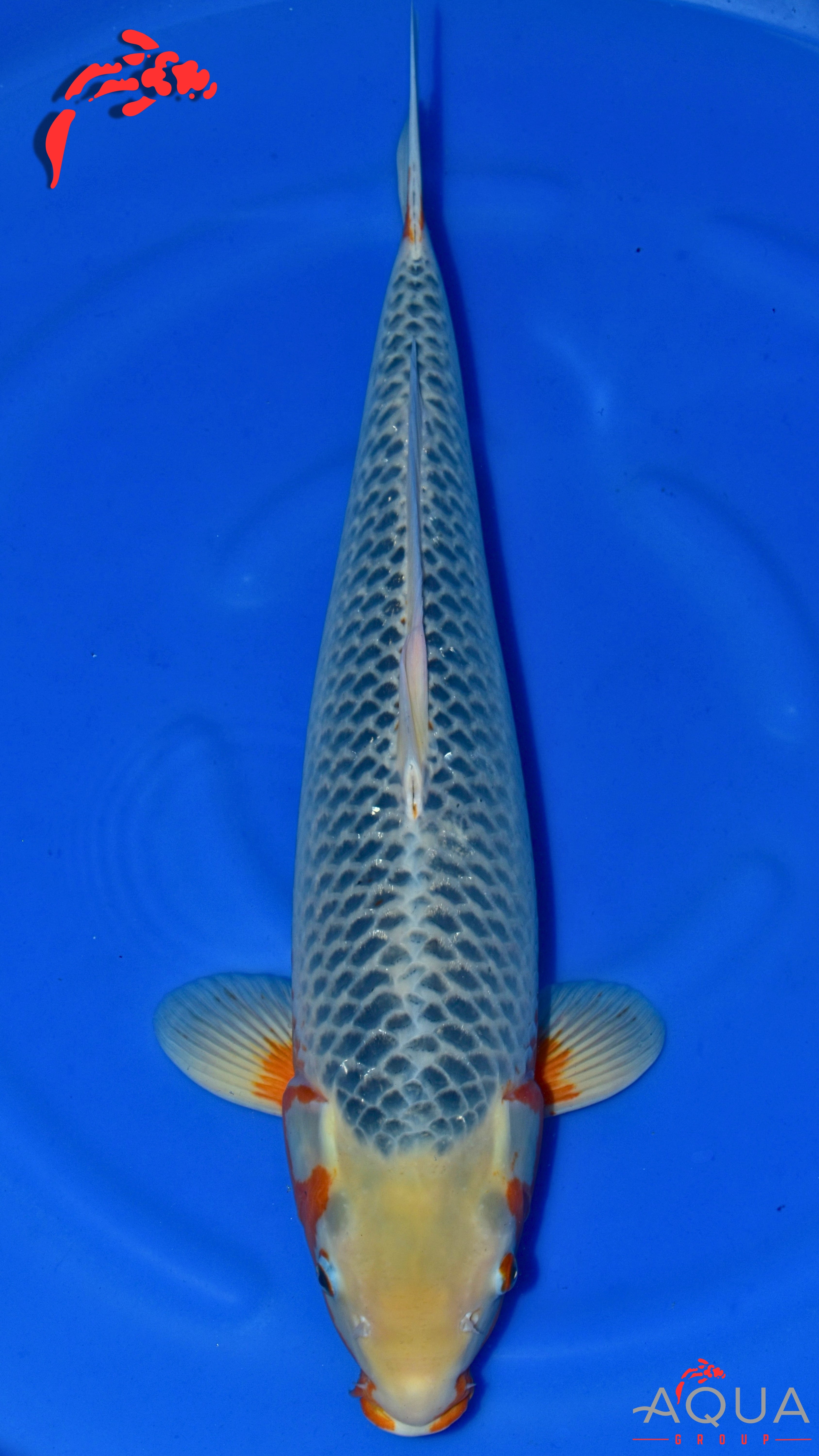 Asagi - Okawa - Sansai - #02