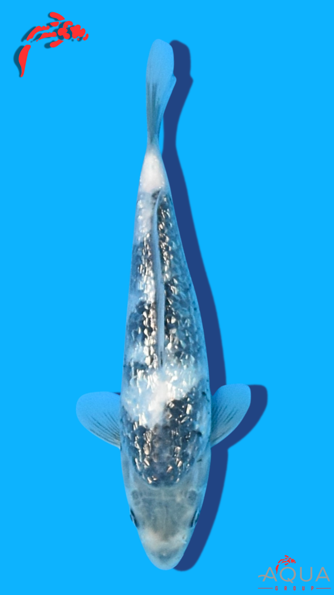 Gin Rin Shiro Utsuri - Omosako - Tosai #12 - Aqua Group