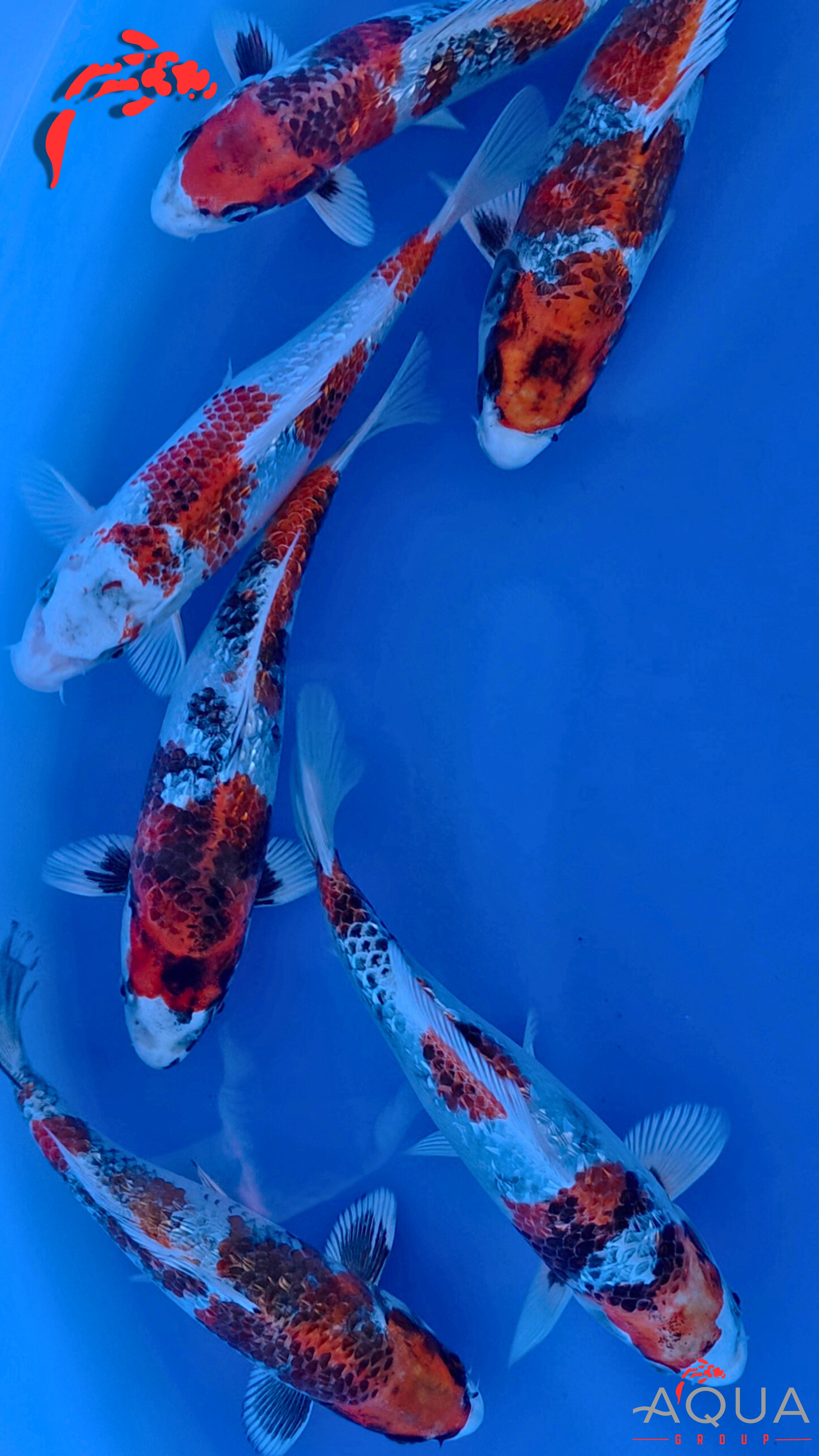 Gin Rin Kin Showa - Secret Breeder - Tosai - #Mix01