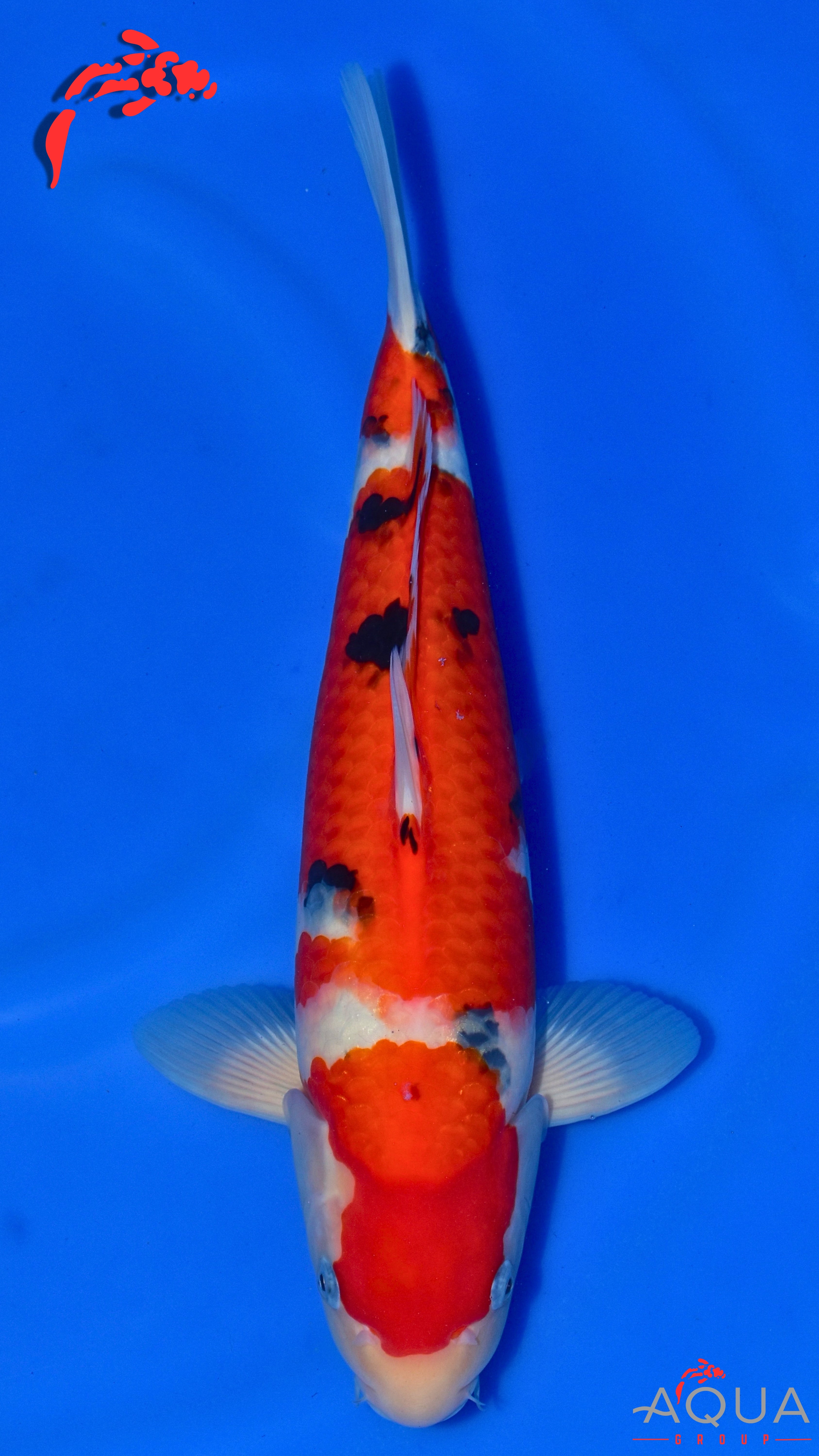 Sanke - Matsue - Nisai - #01