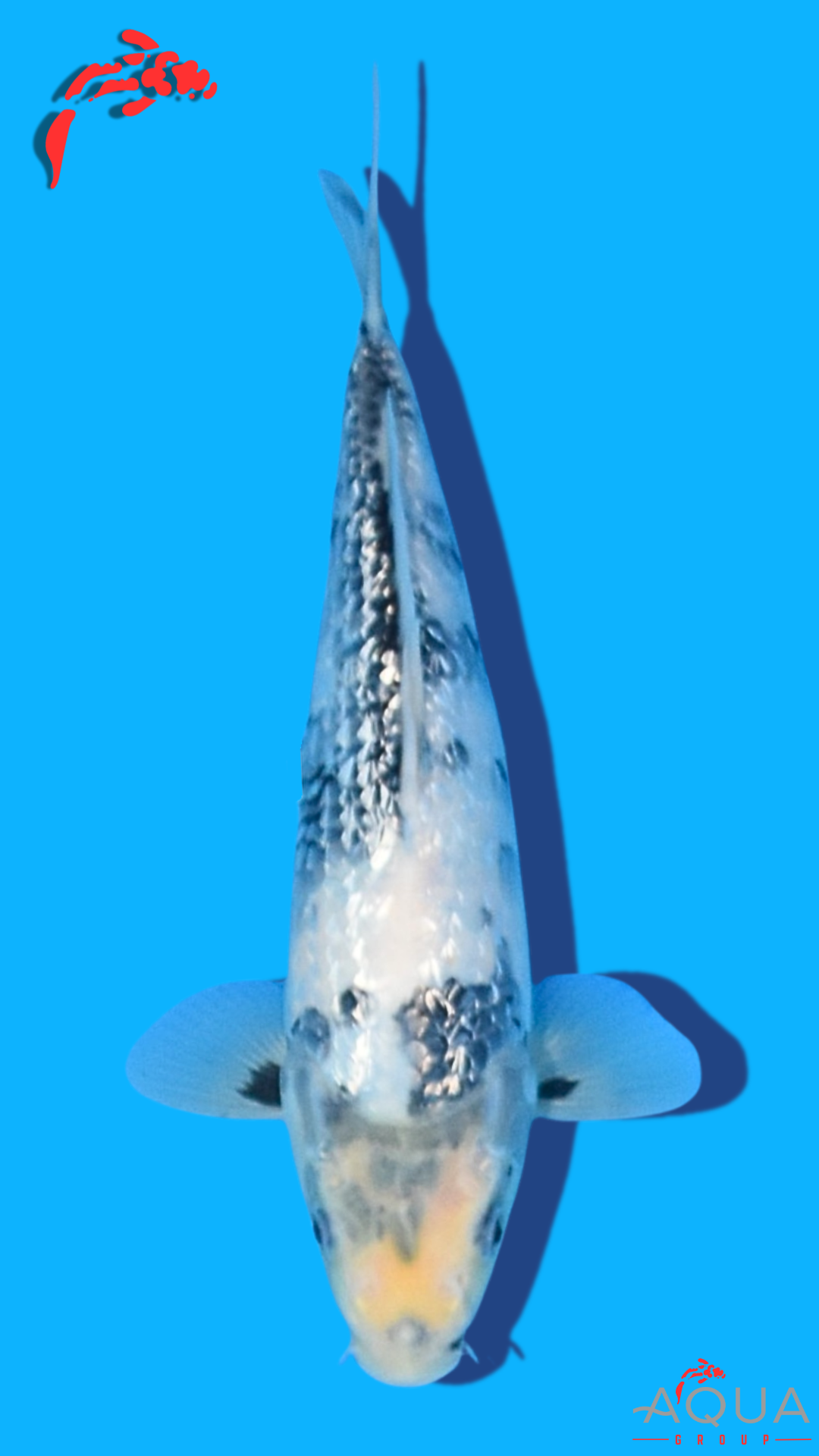 Gin Rin Shiro Utsuri - Omosako - Tosai #16