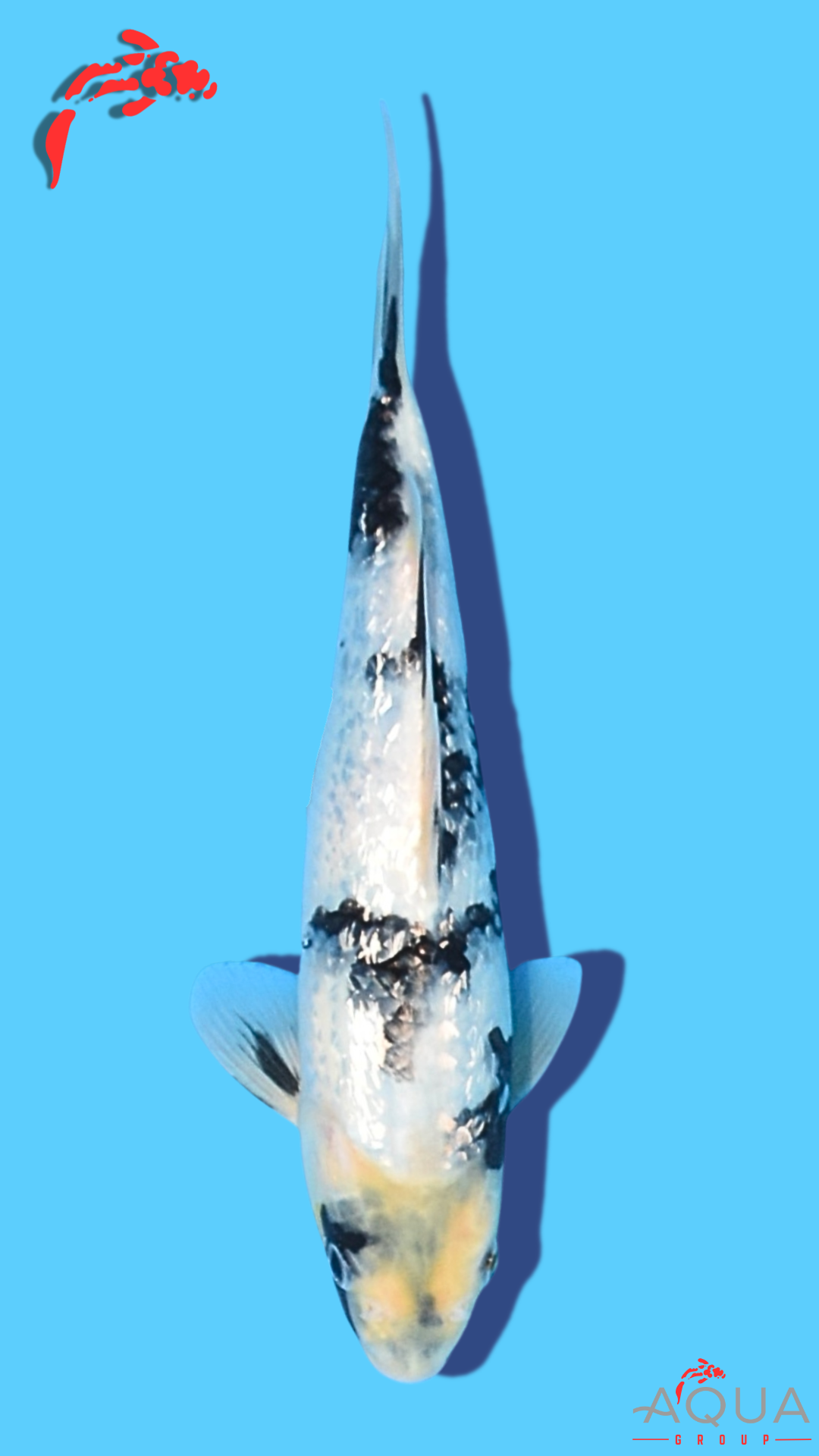 Gin Rin Shiro Utsuri - Omosako - Tosai #36