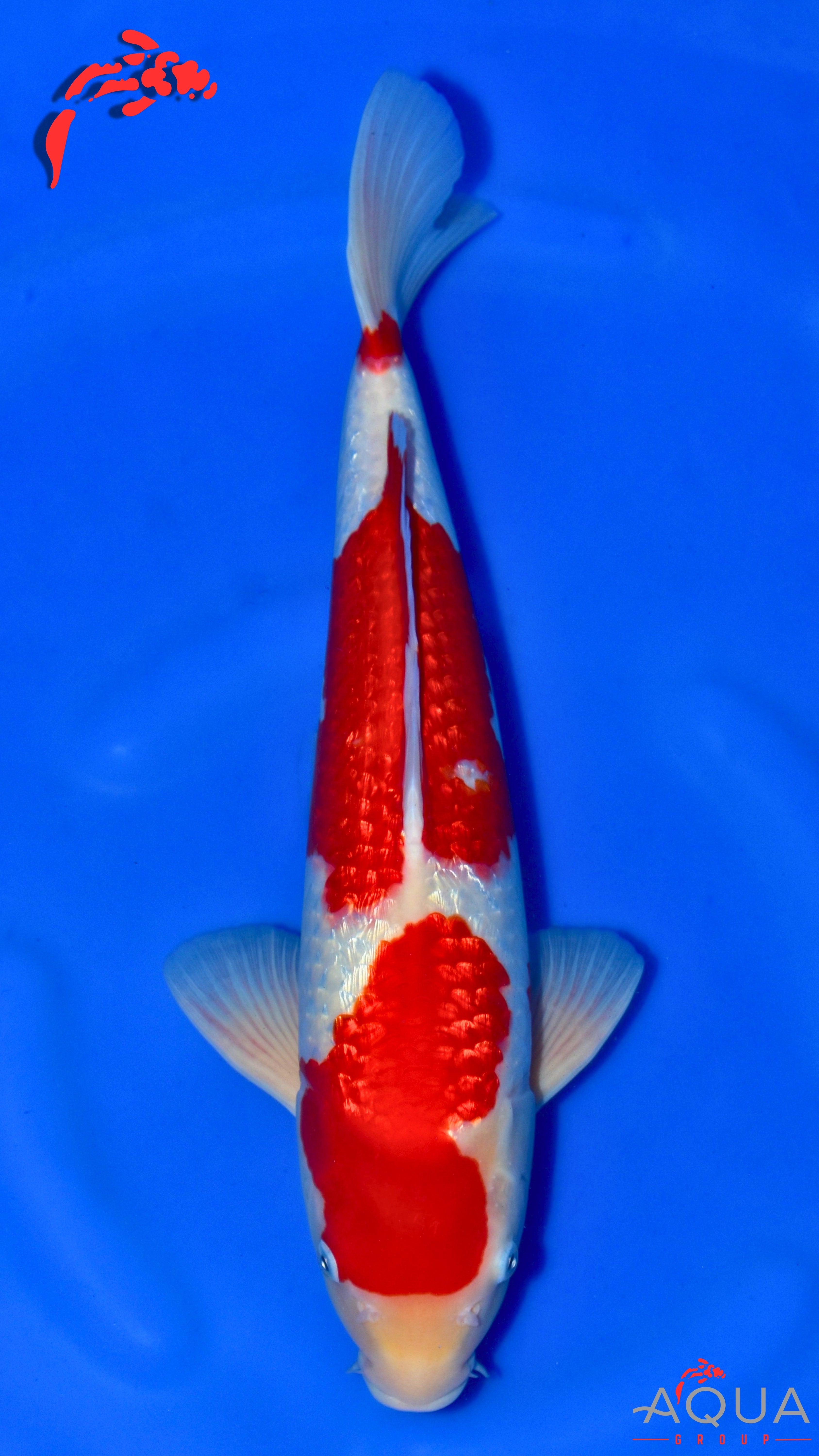 Gin Rin Kohaku - Ogata - Nisai - #06