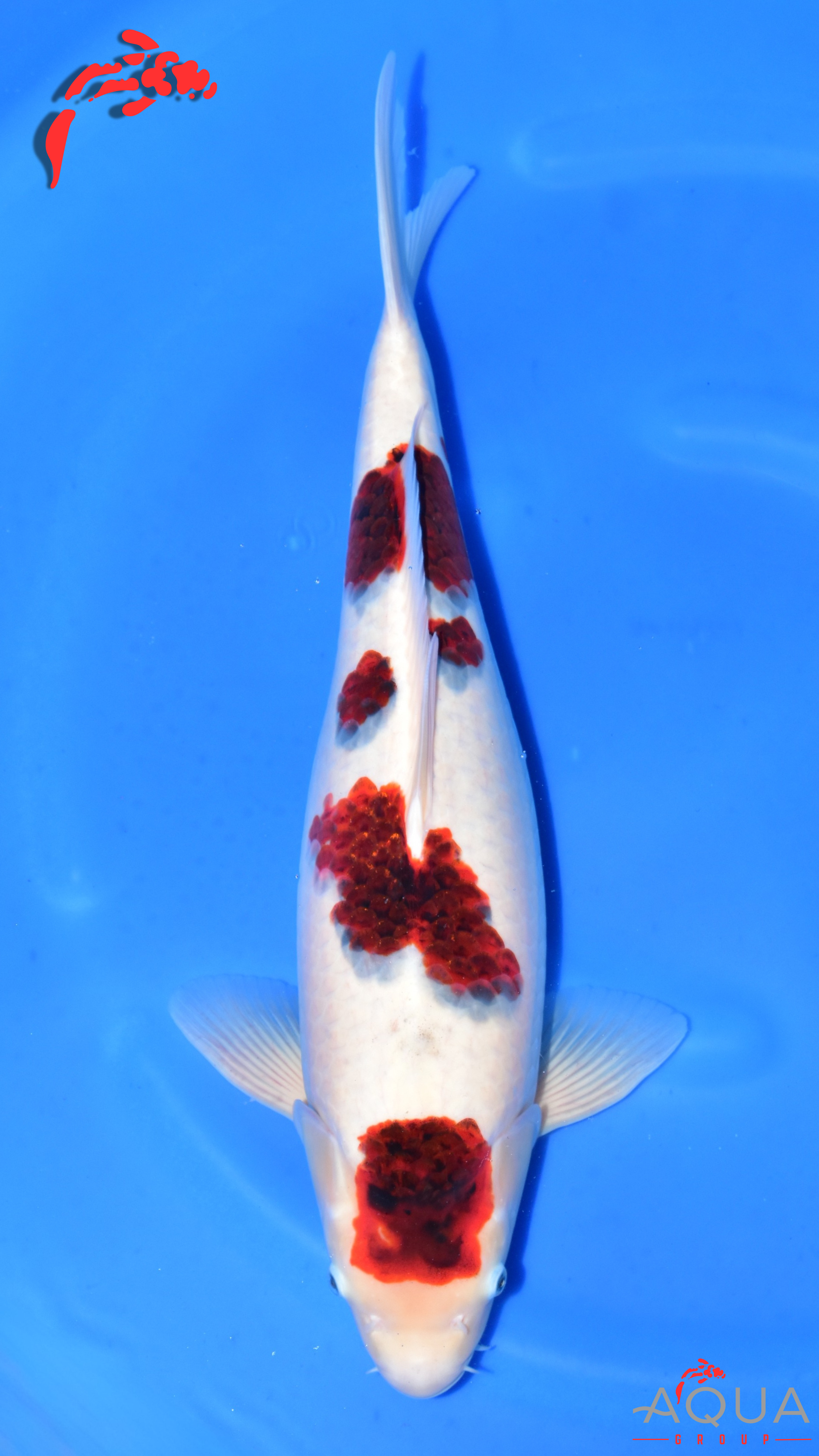 Budo Goromo - Suetsugu - Nisai - #01