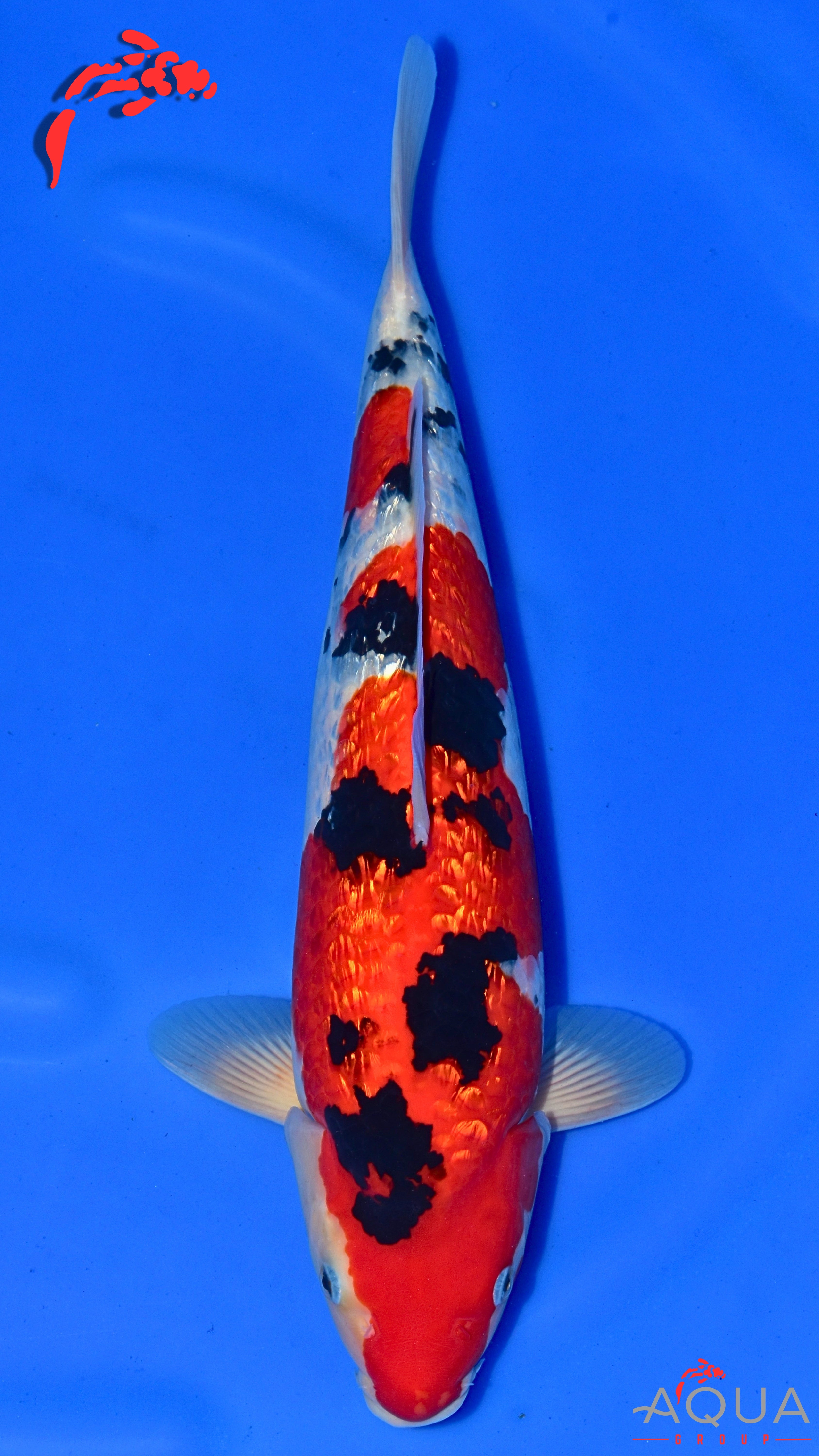 Gin Rin Sanke - Okawa - Nisai - #01