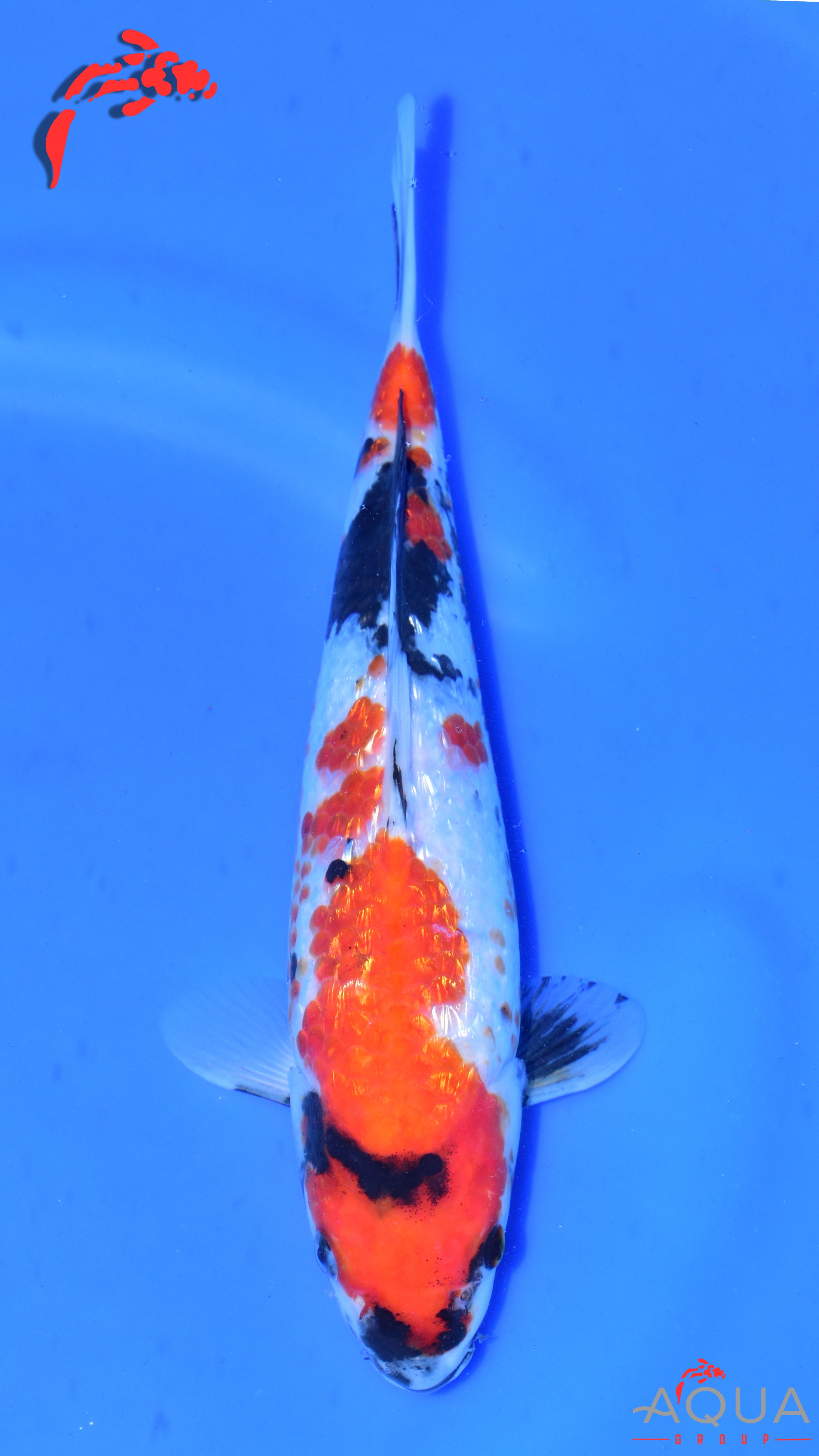 Gin Rin Showa - Suetsugu - Tosai - #05