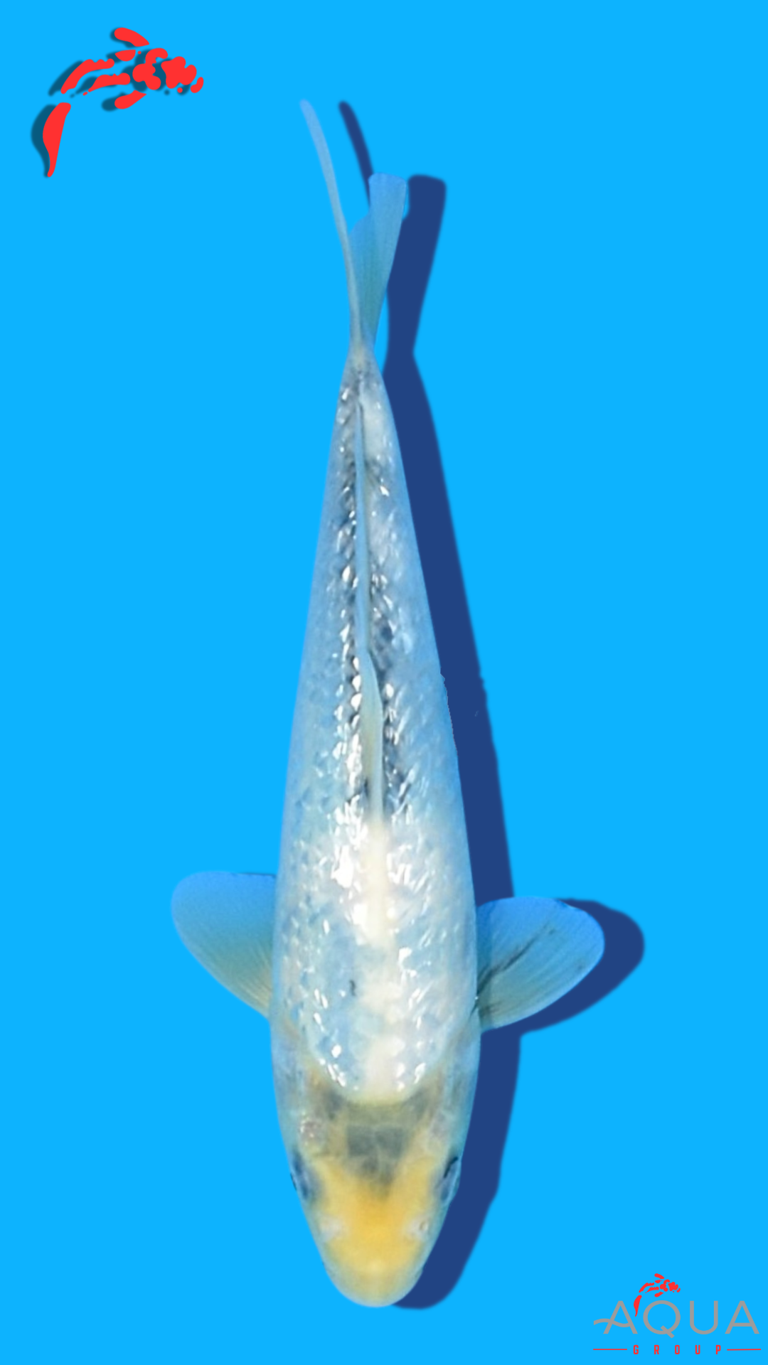 Gin Rin Shiro Utsuri - Omosako - Tosai #03