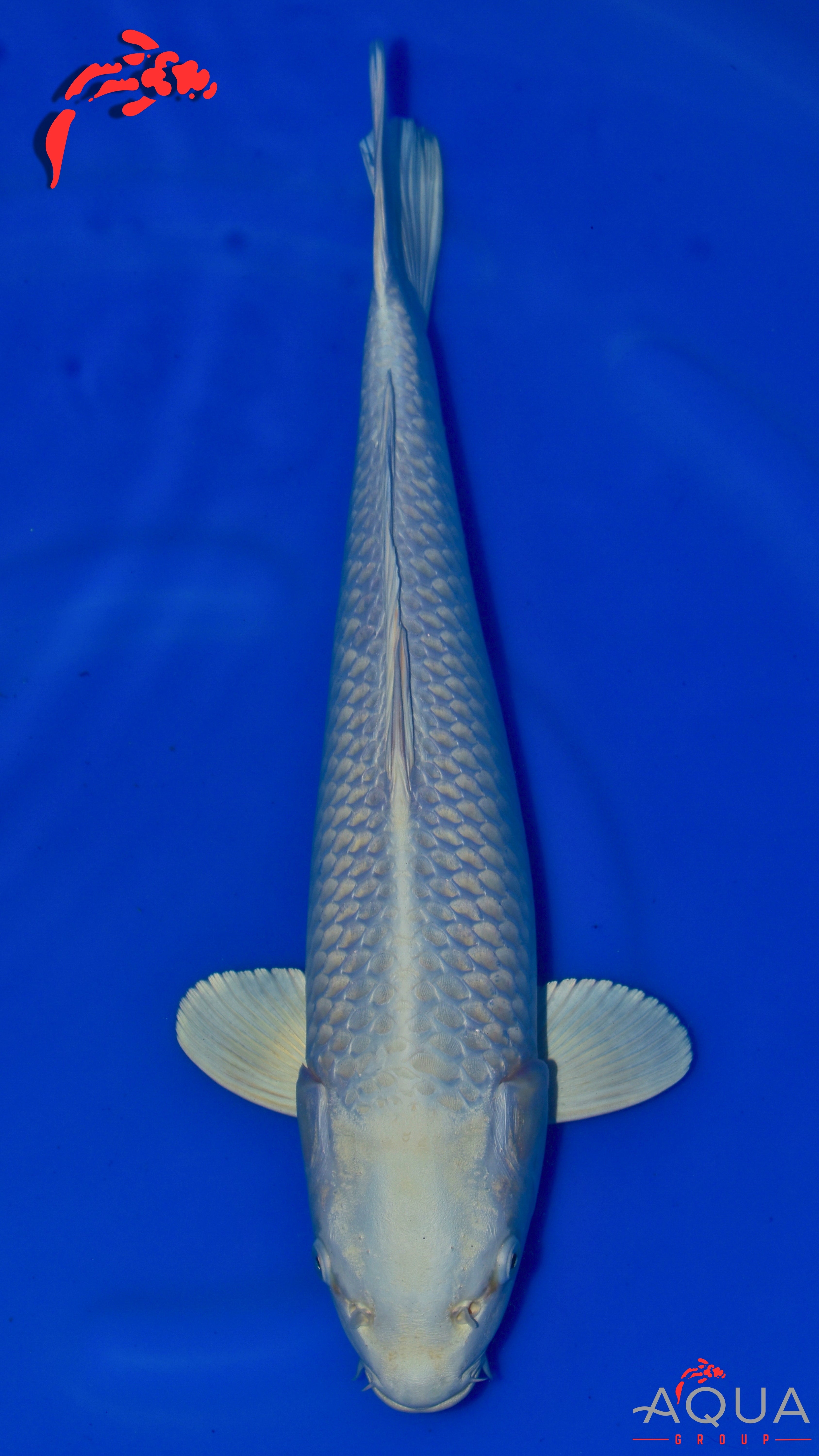 Platinum Ogon - Ogata - Nisai - #02