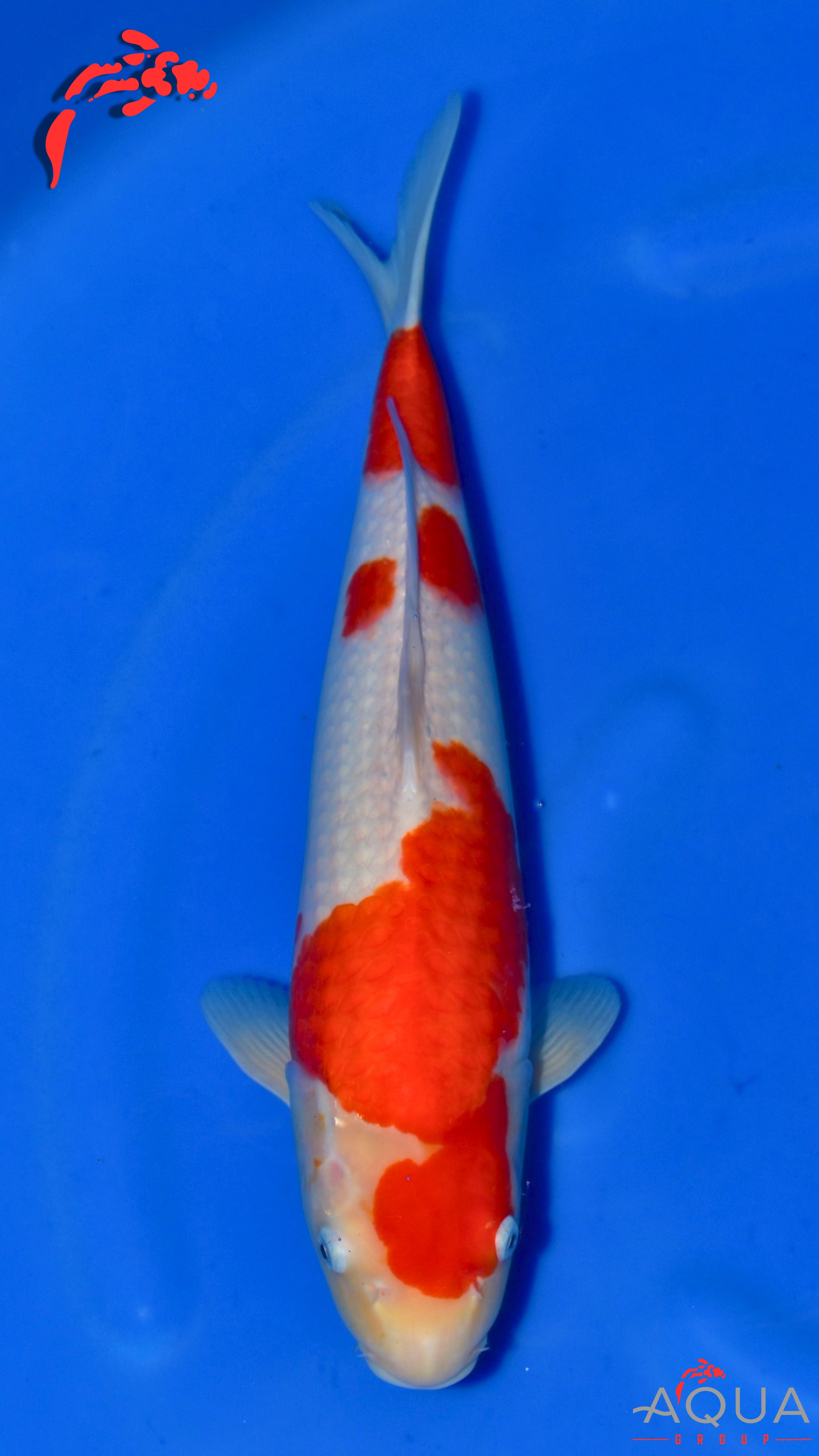 Kohaku - Maruchiku - Nisai - #08