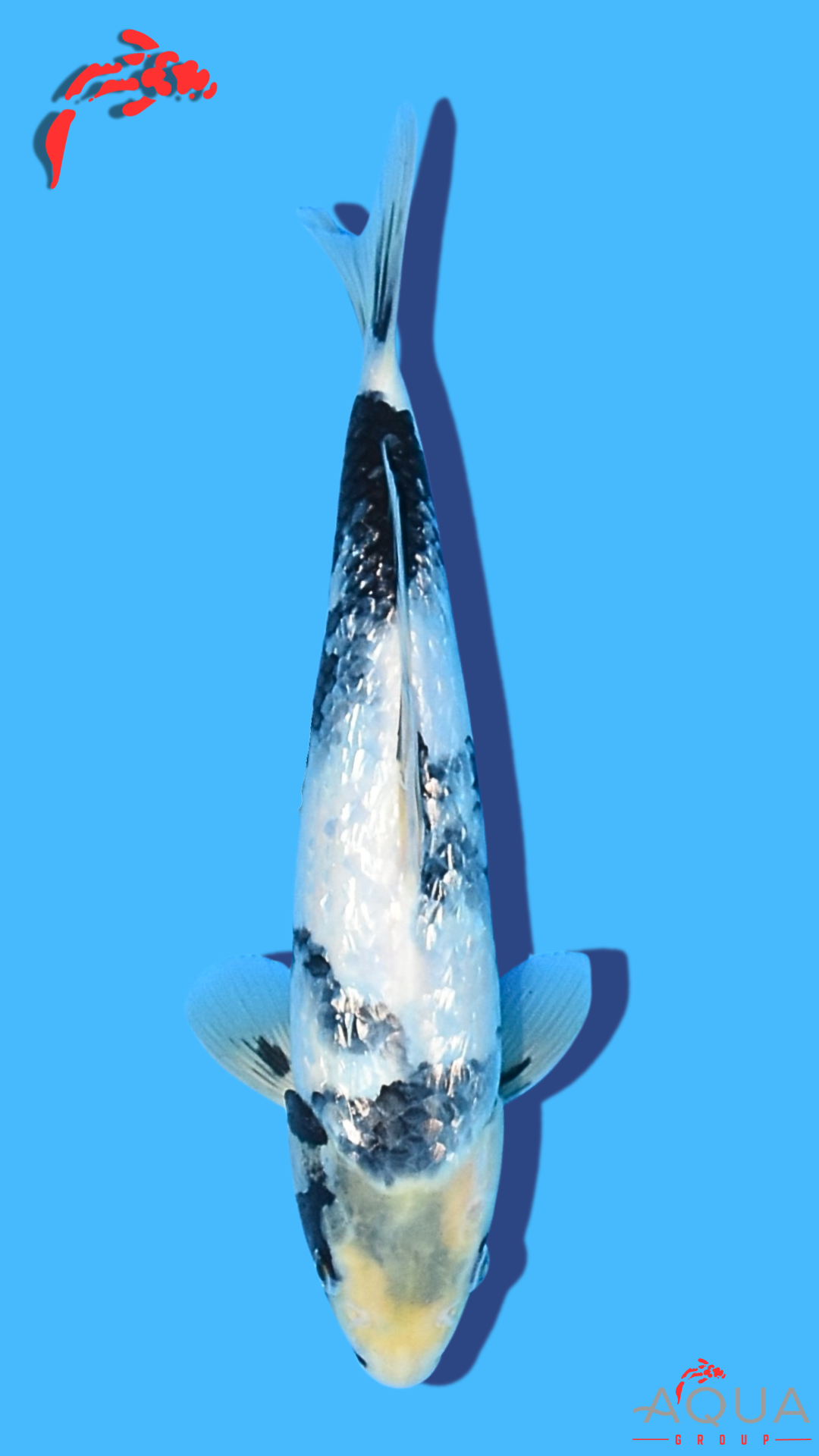 Gin Rin Shiro Utsuri - Omosako - Tosai #23