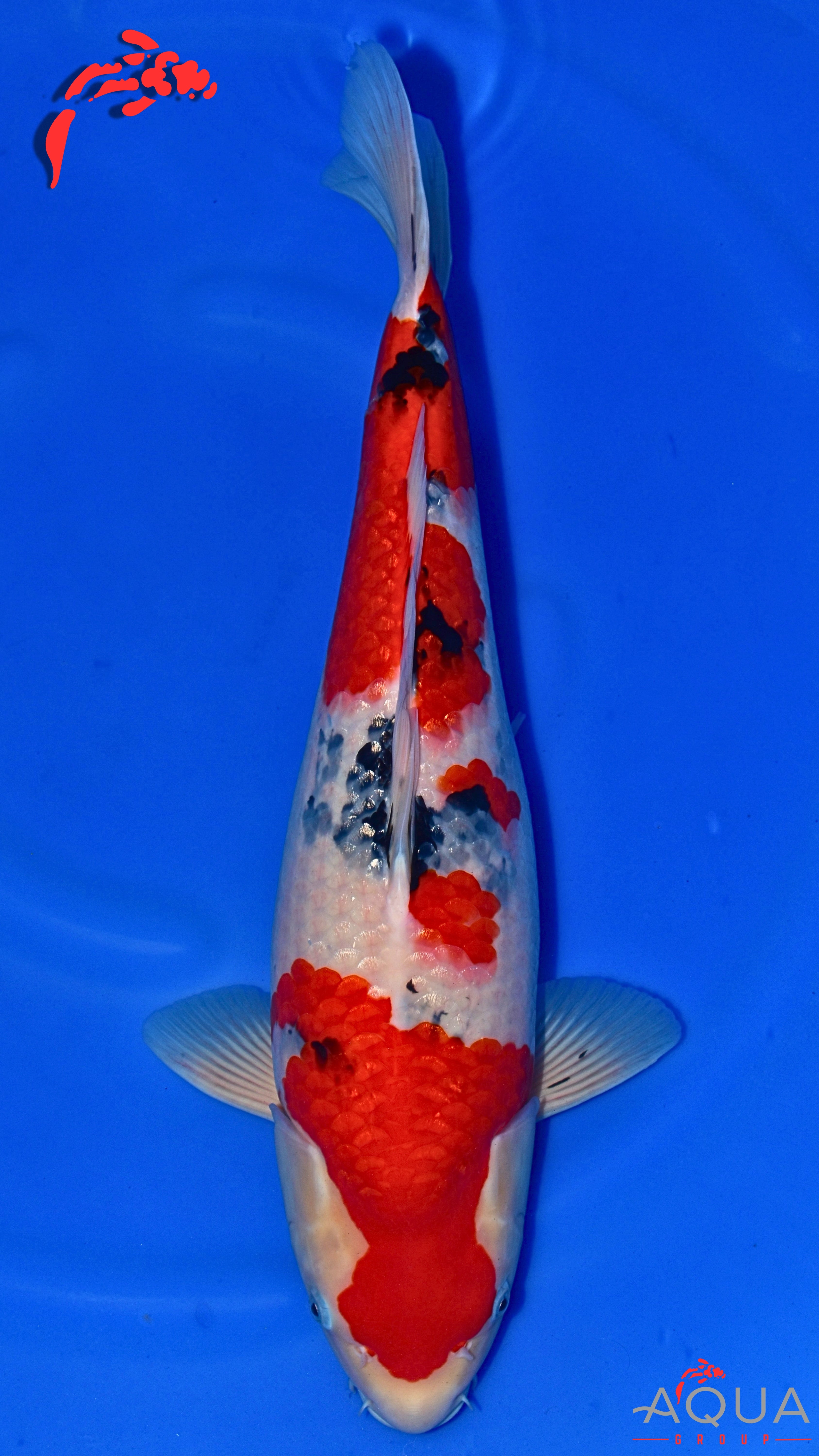 Sanke - Okawa - Nisai - #06