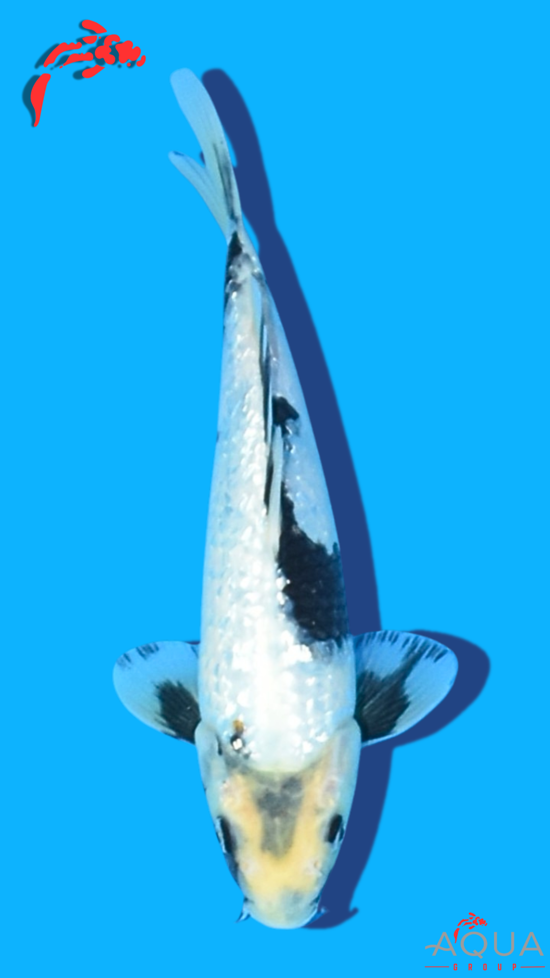 Gin Rin Shiro Utsuri - Omosako - Tosai #04