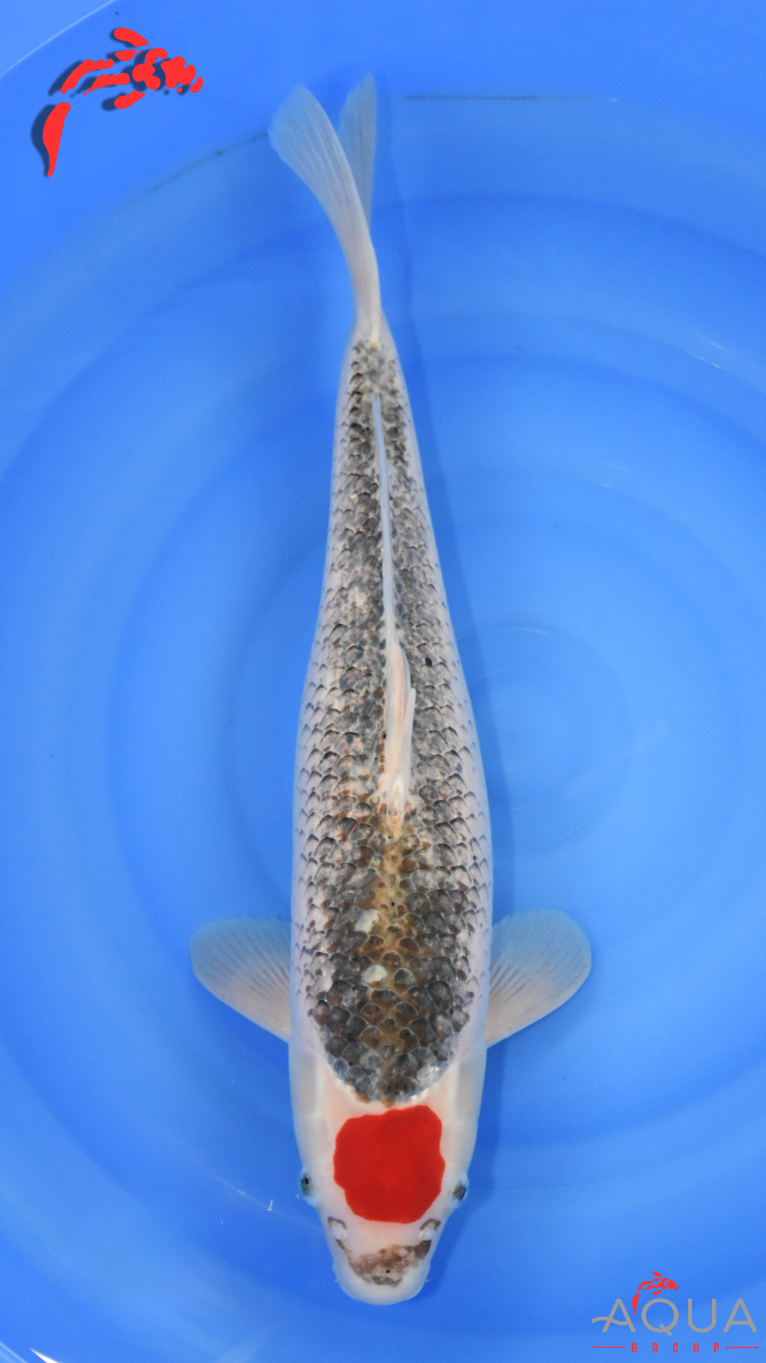 Tancho Goshiki- Okawa - Nisai - #01 - Aqua Group