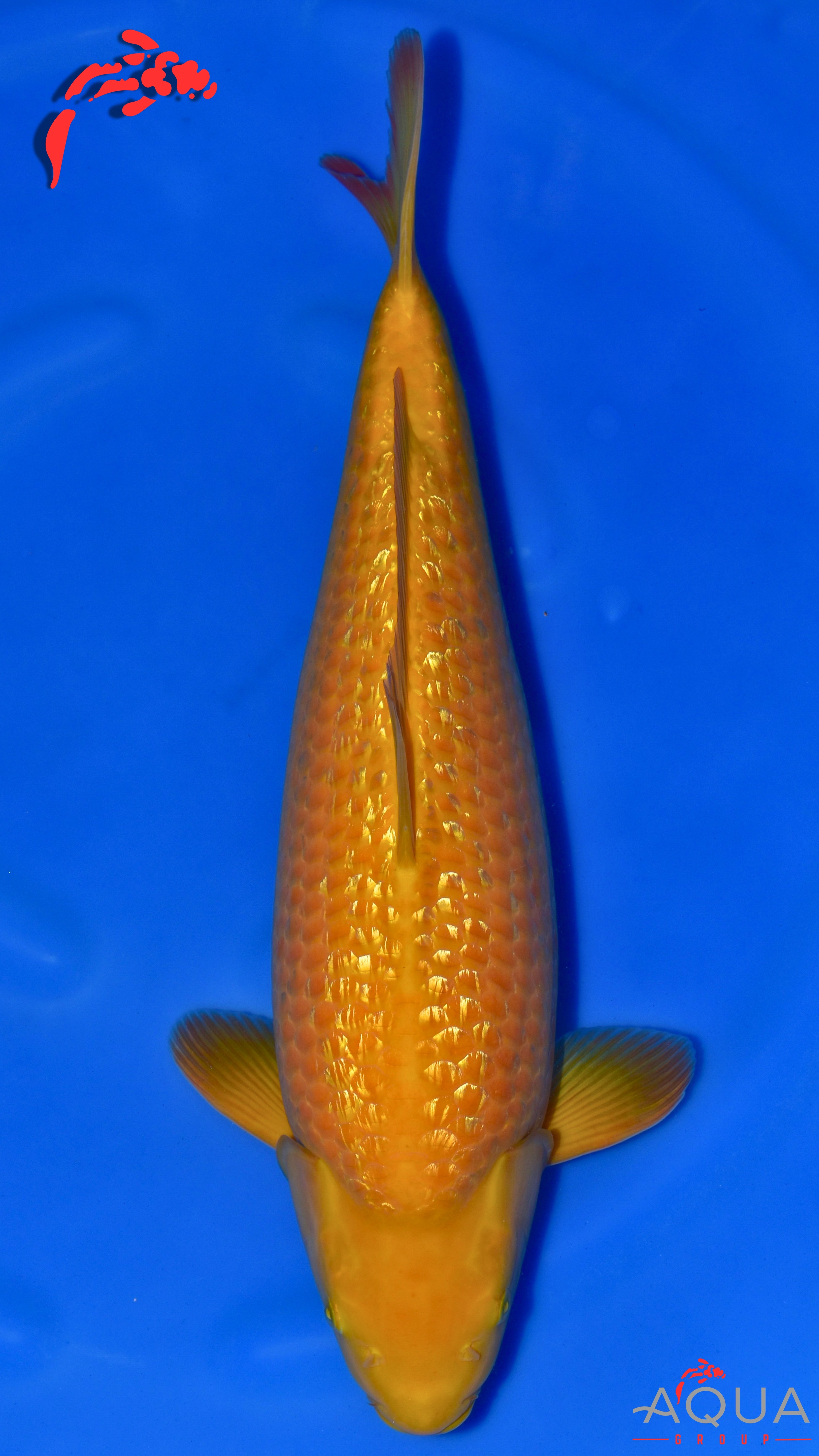 Gin Rin Karashigoi - Okawa - Nisai - #02