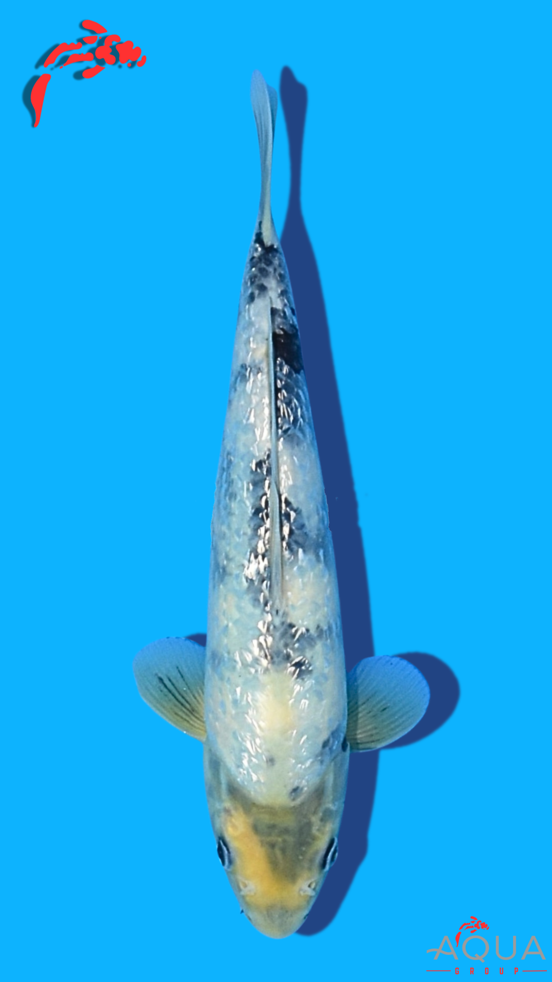 Gin Rin Shiro Utsuri - Omosako - Tosai #05