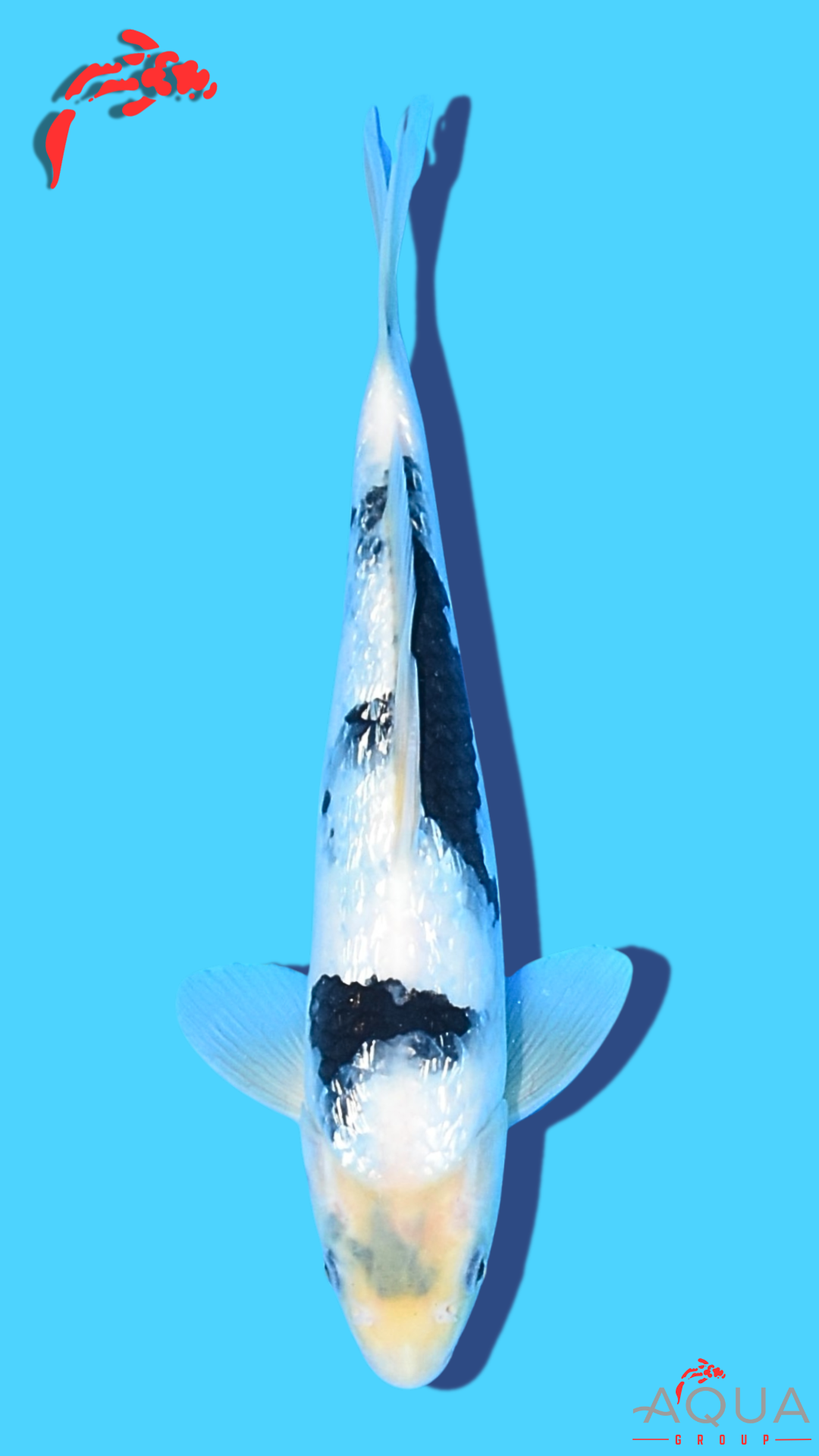 Gin Rin Shiro Utsuri - Omosako - Tosai #25