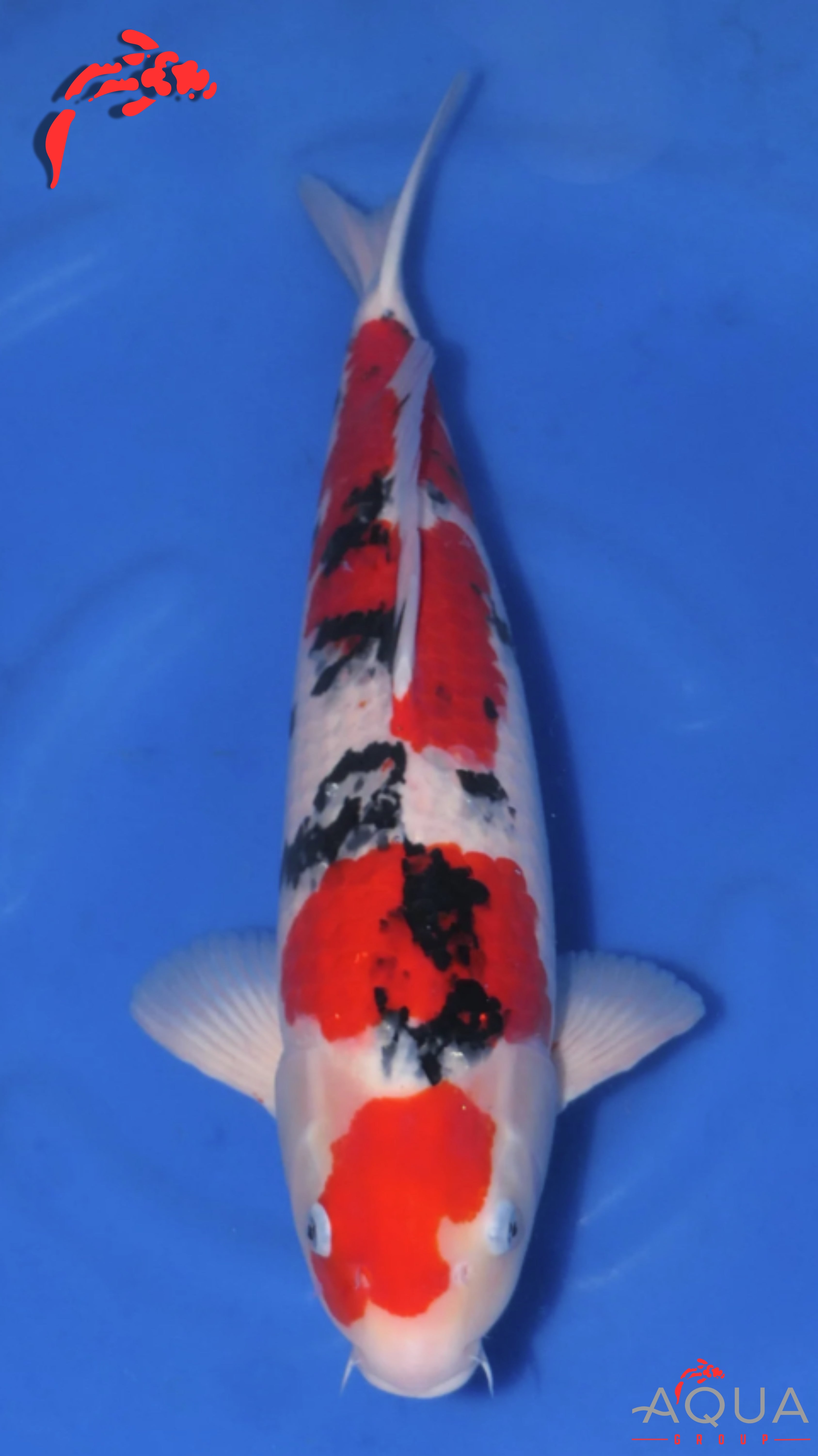 Sanke - Beppu - Nisai