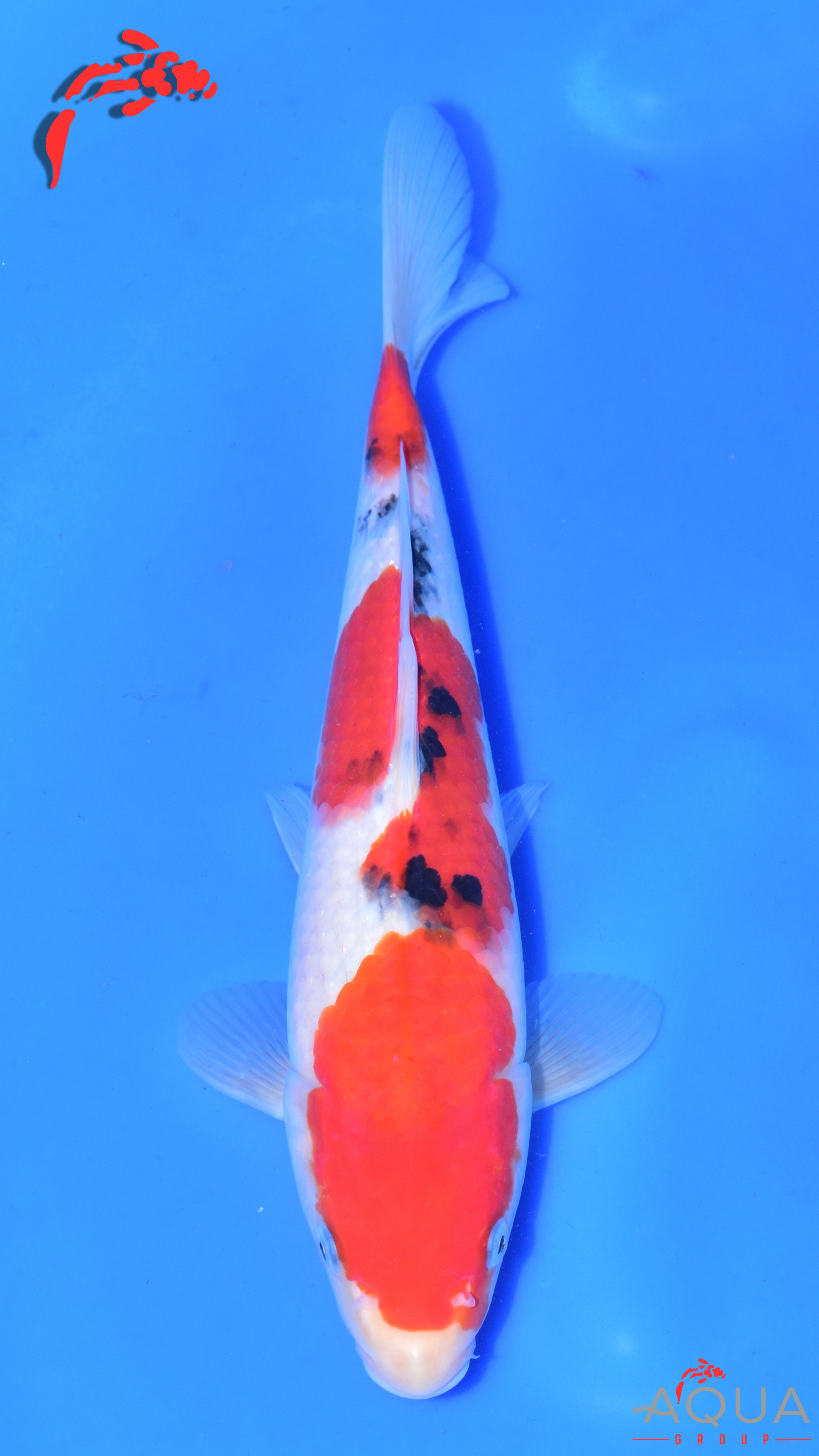 Sanke - Suetsugu - Tosai - #02