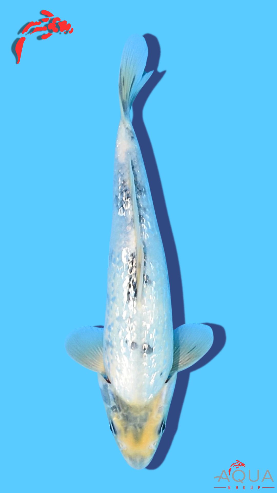 Gin Rin Shiro Utsuri - Omosako - Tosai #26