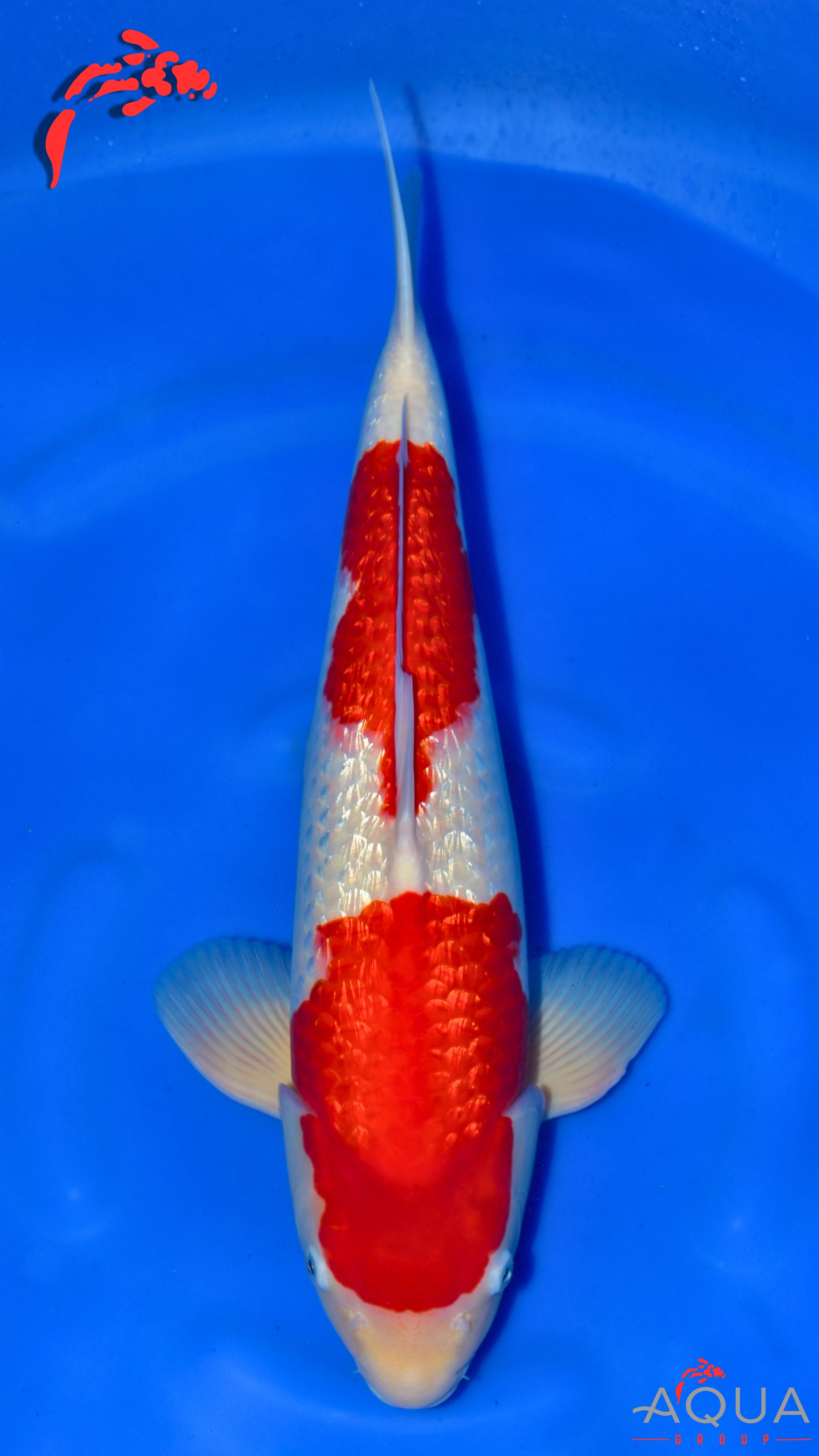 Gin Rin Kohaku - Ogata - Nisai - #04