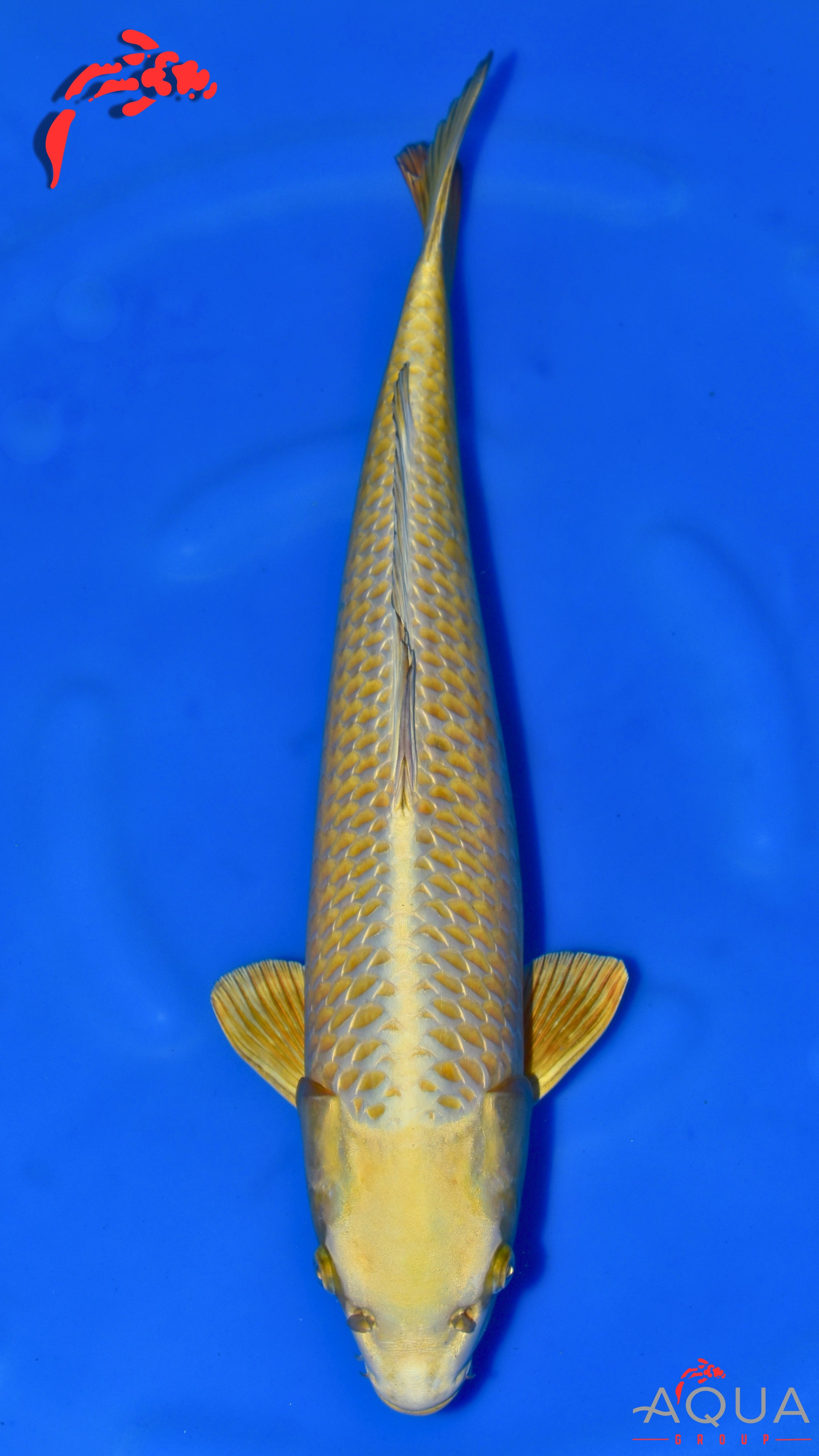 Mukashi Ogon - Ogata - Nisai - #01