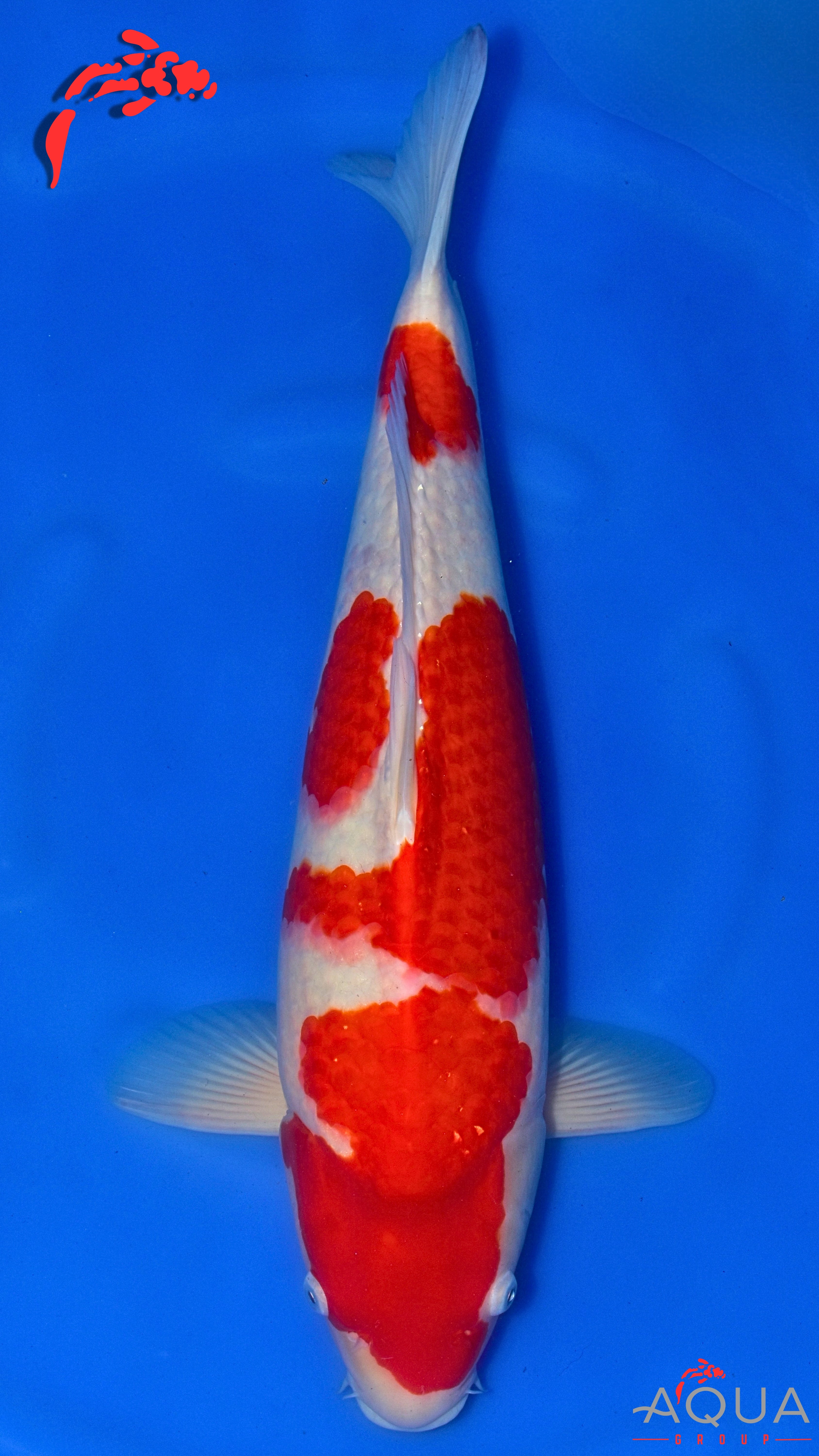 Kohaku - Okawa - Nisai - #04