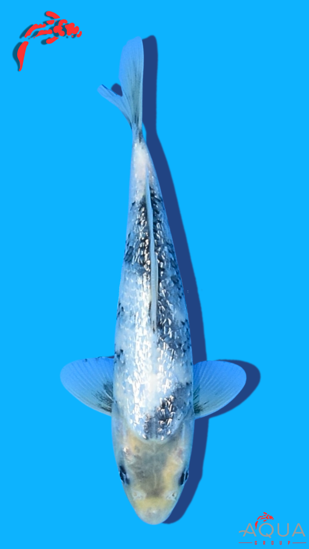 Gin Rin Shiro Utsuri - Omosako - Tosai #08