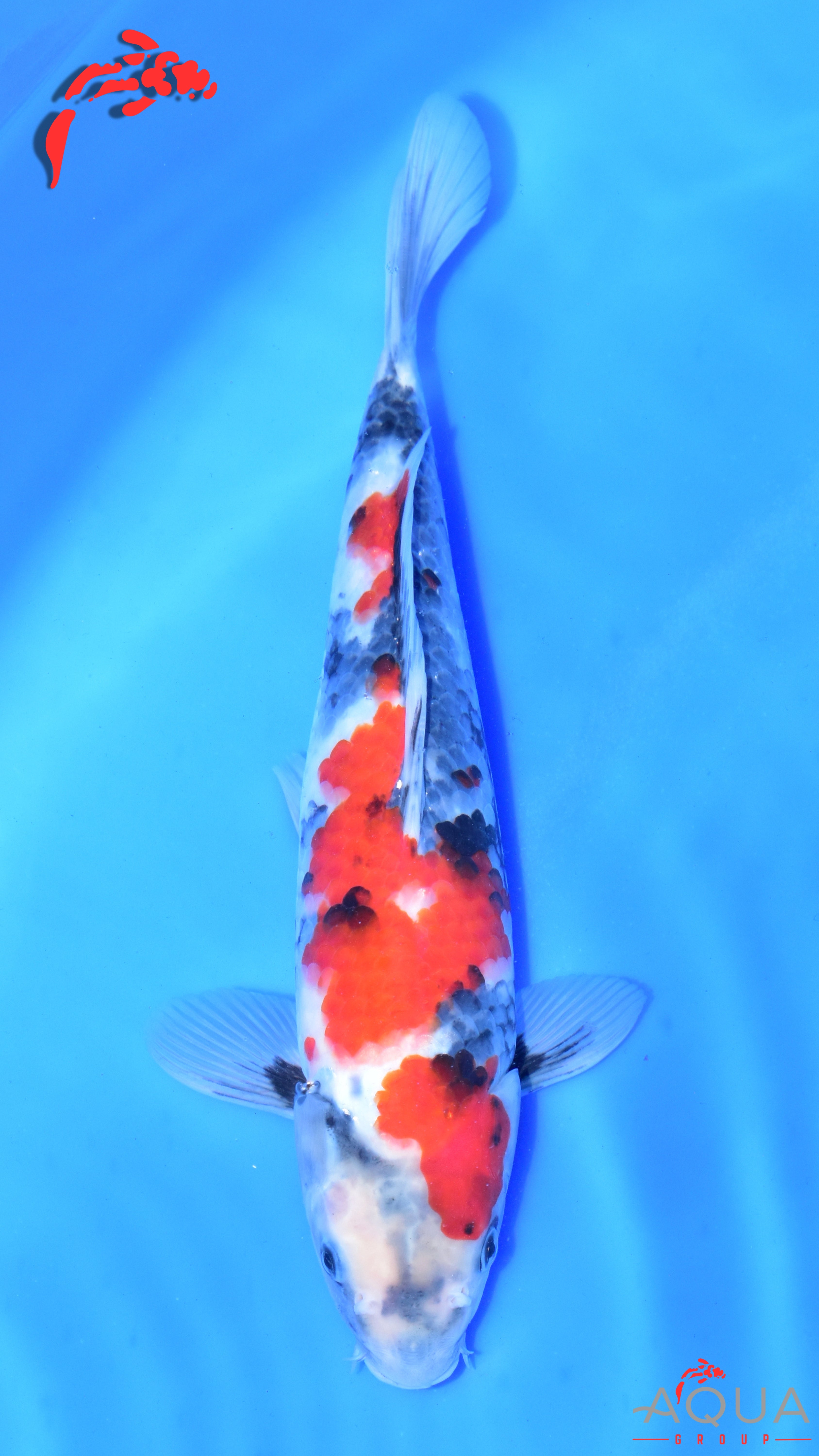 Showa - Suetsugu - Tosai - #04