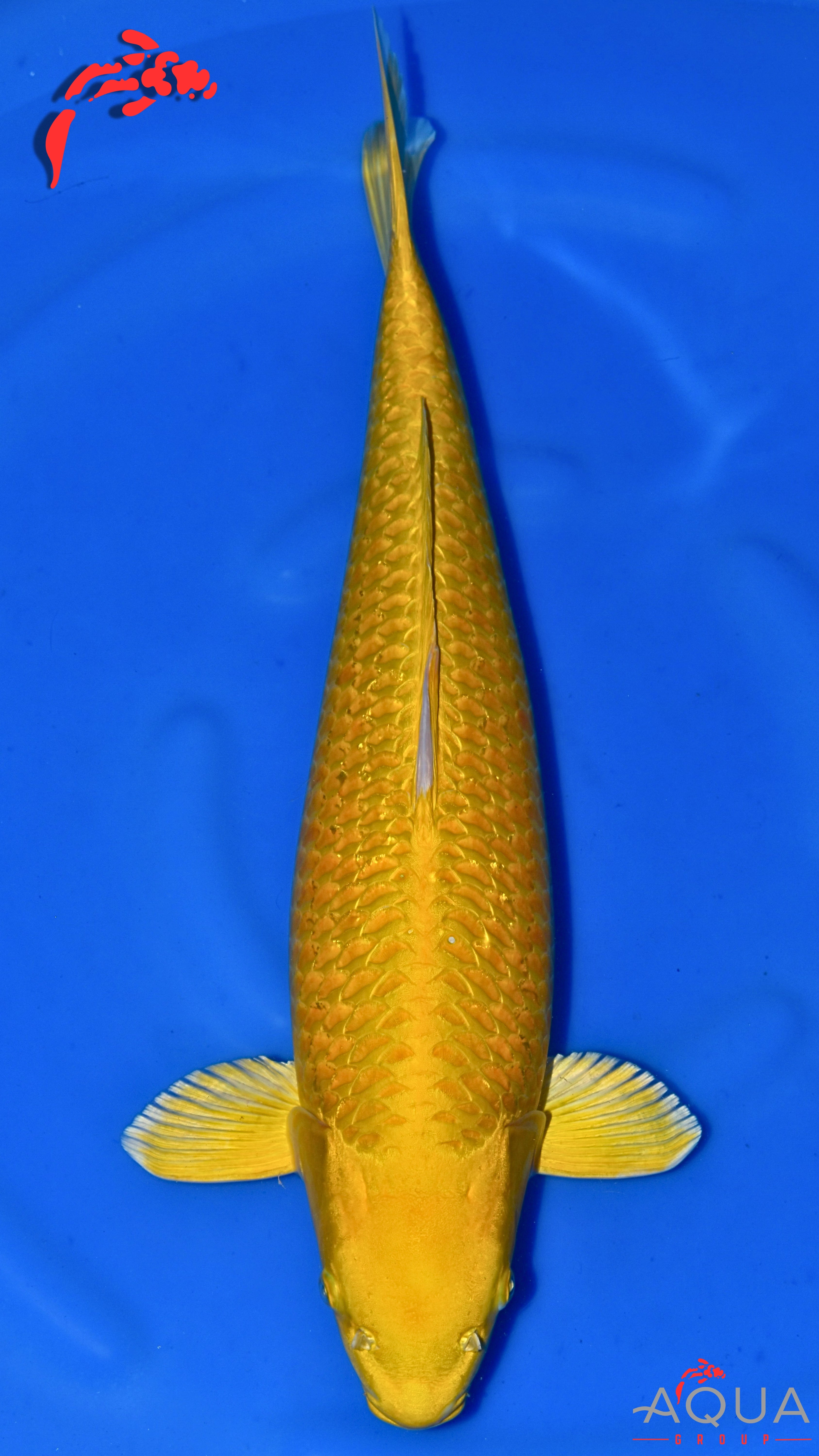 Yamabuki - Okawa - Sansai - #01