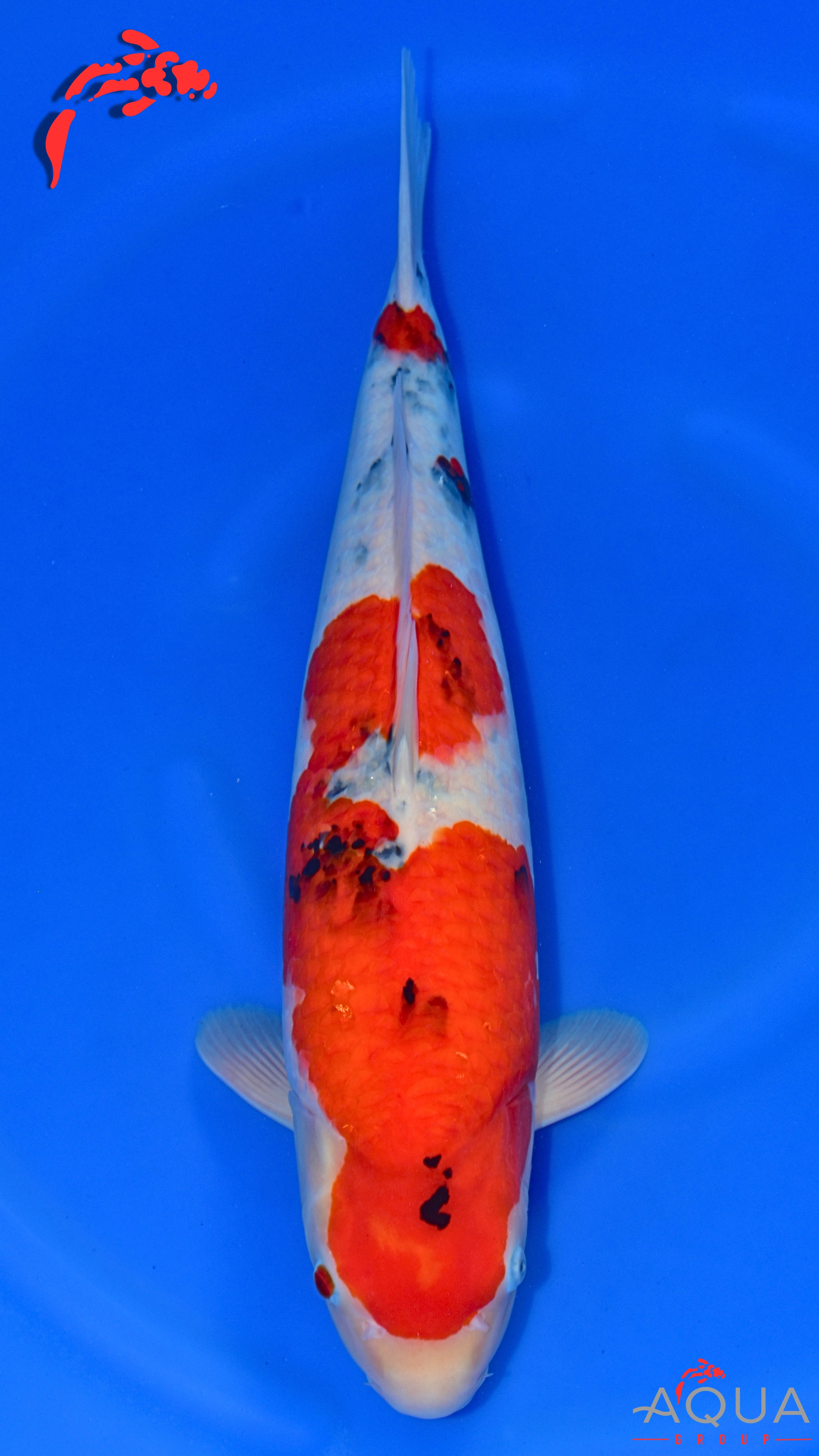 Sanke - Ogata - Nisai - #01