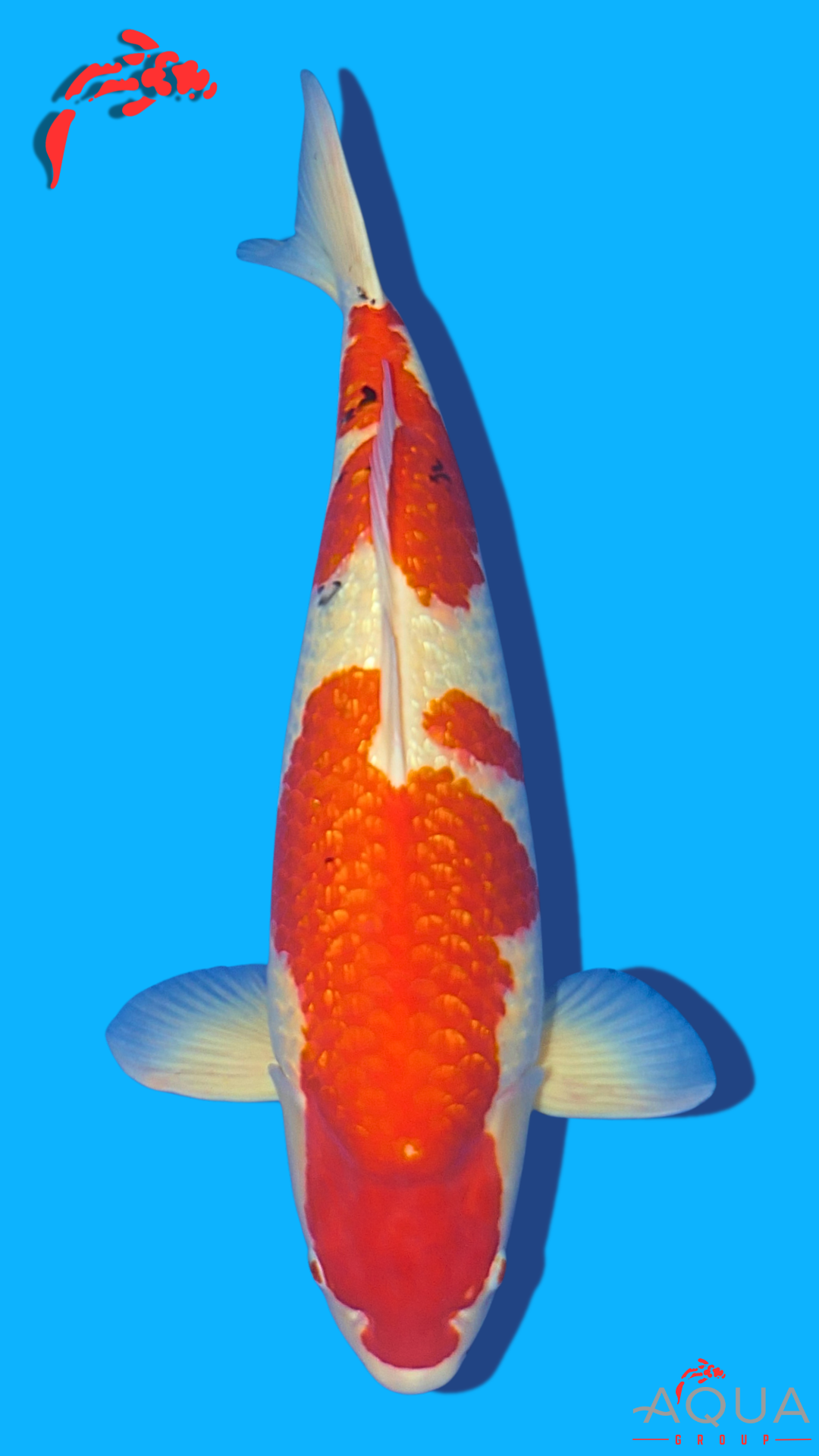 Gin Rin Sanke - Beppu - Sansai - Aqua Group