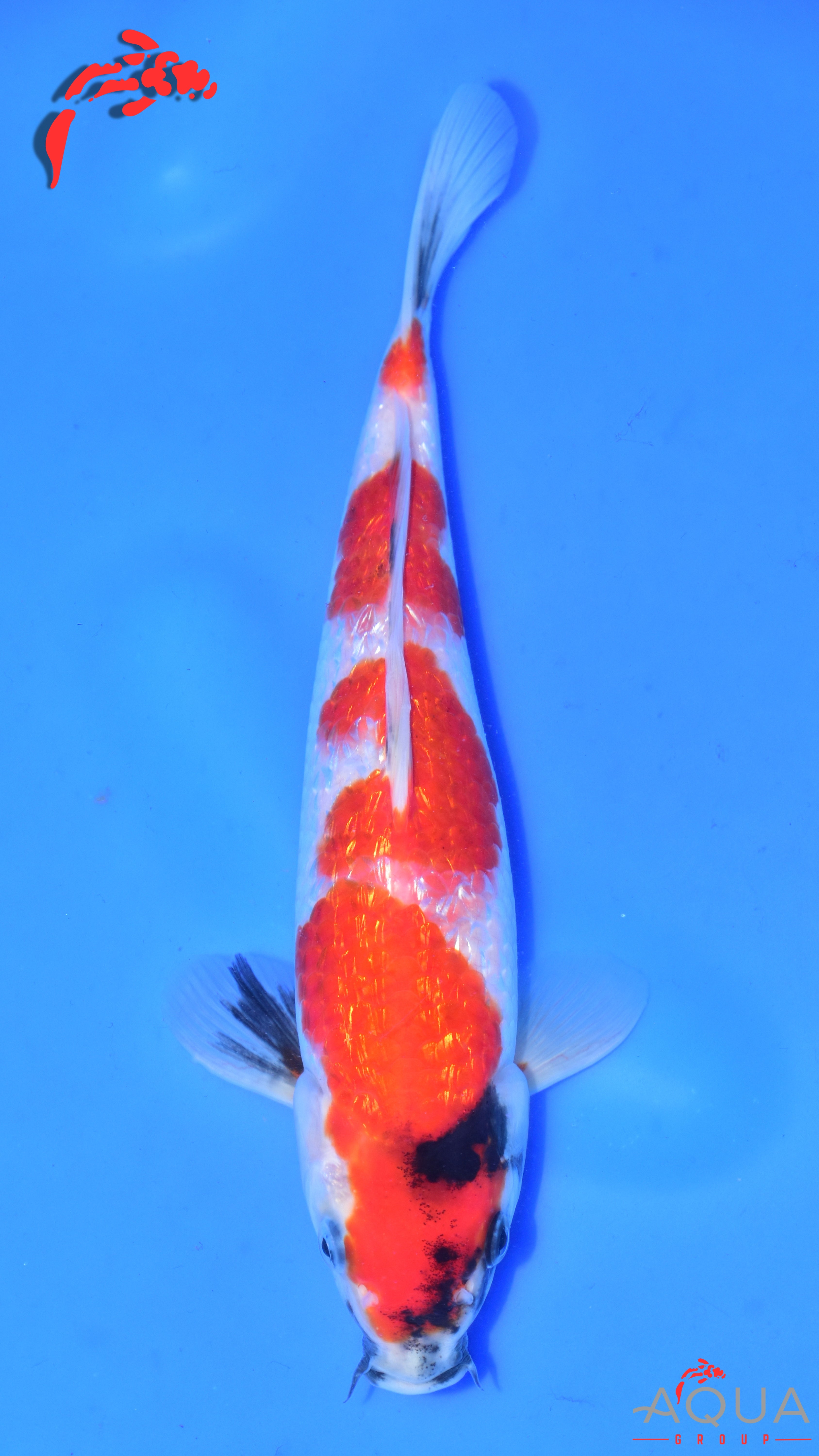 Gin Rin Showa - Suetsugu - Tosai - #01