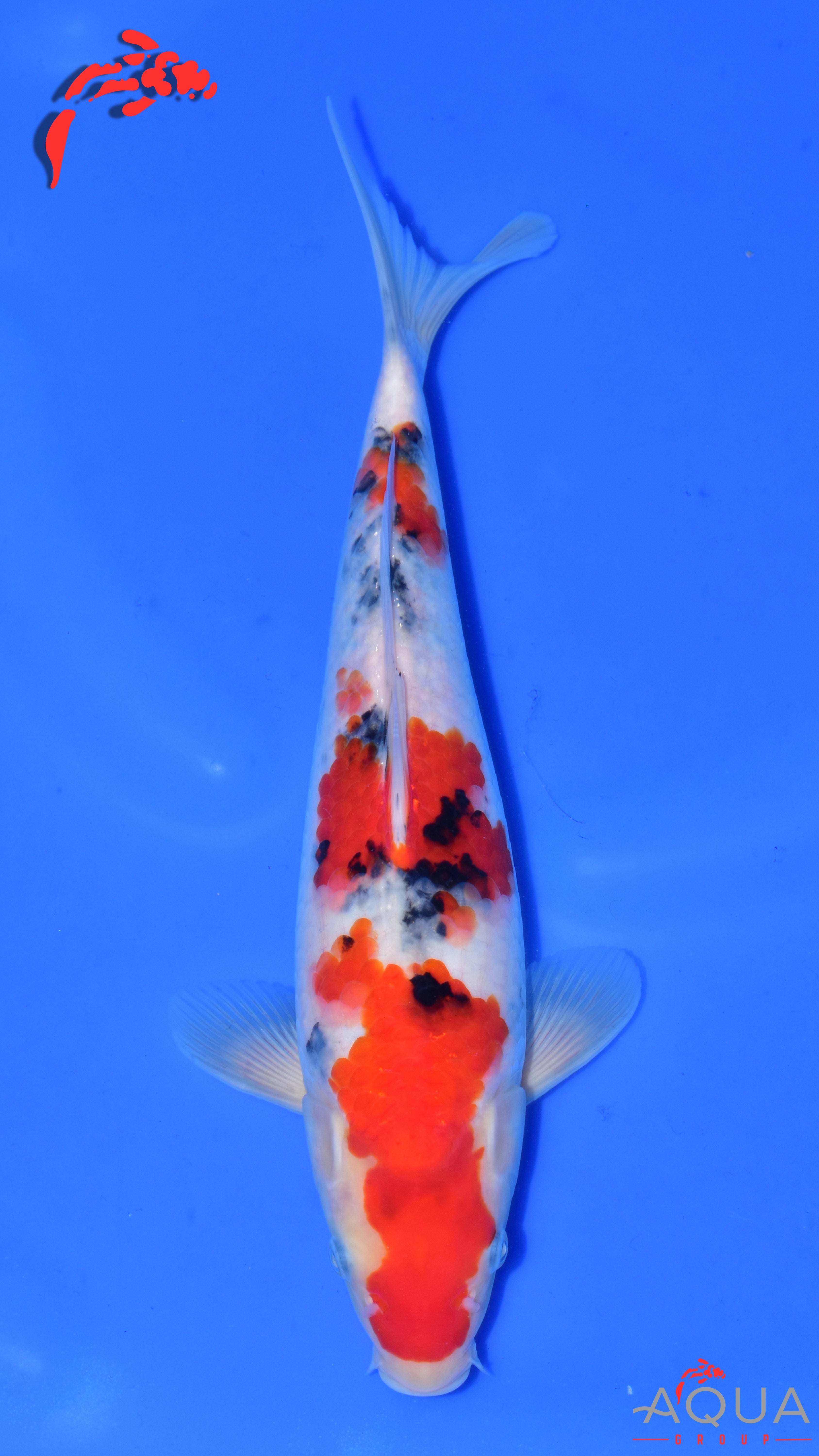 Sanke - Suetsugu - Tosai - #01