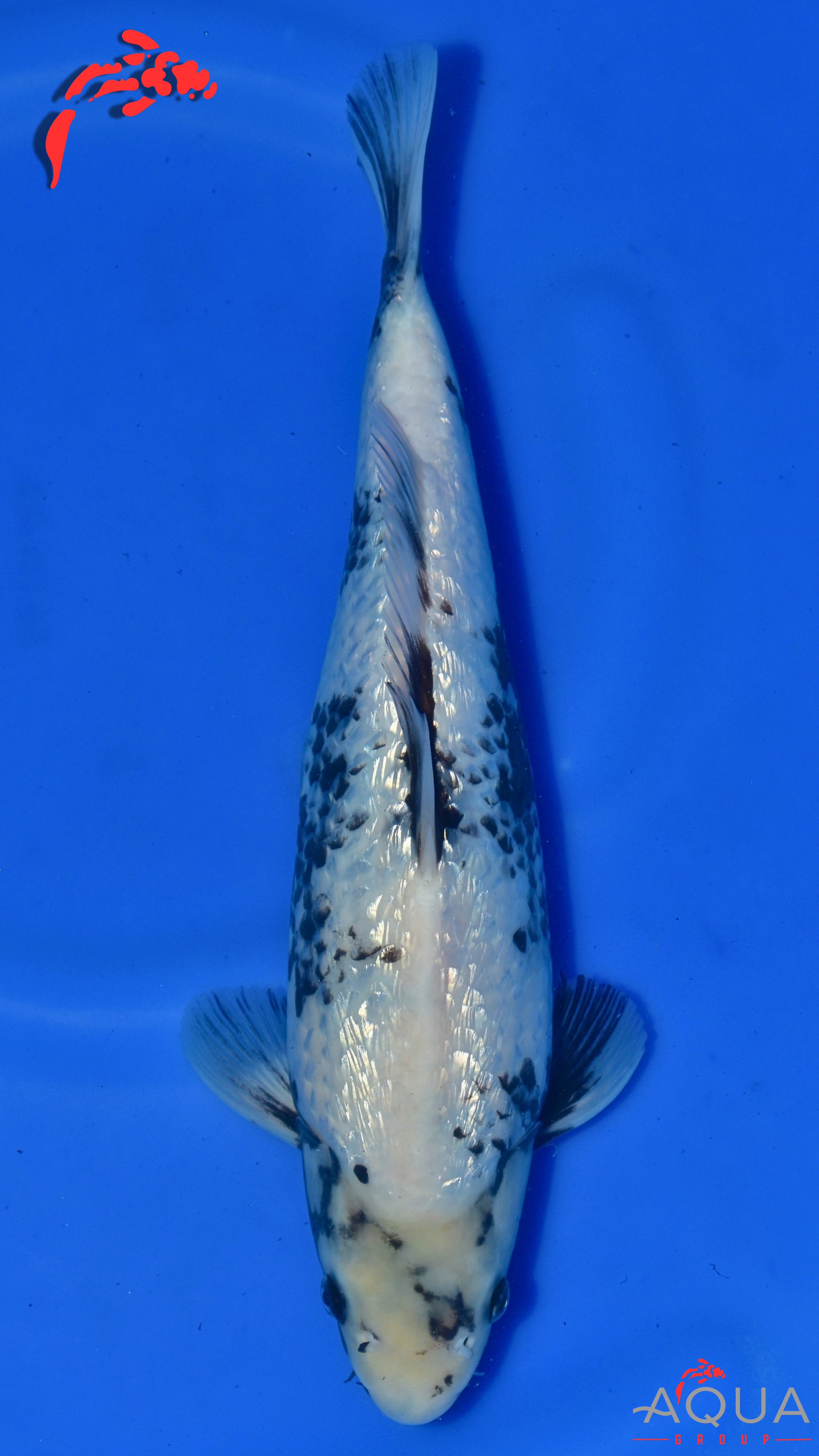 Gin Rin Shiro Utsuri - Okawa - Nisai - Certificated #10