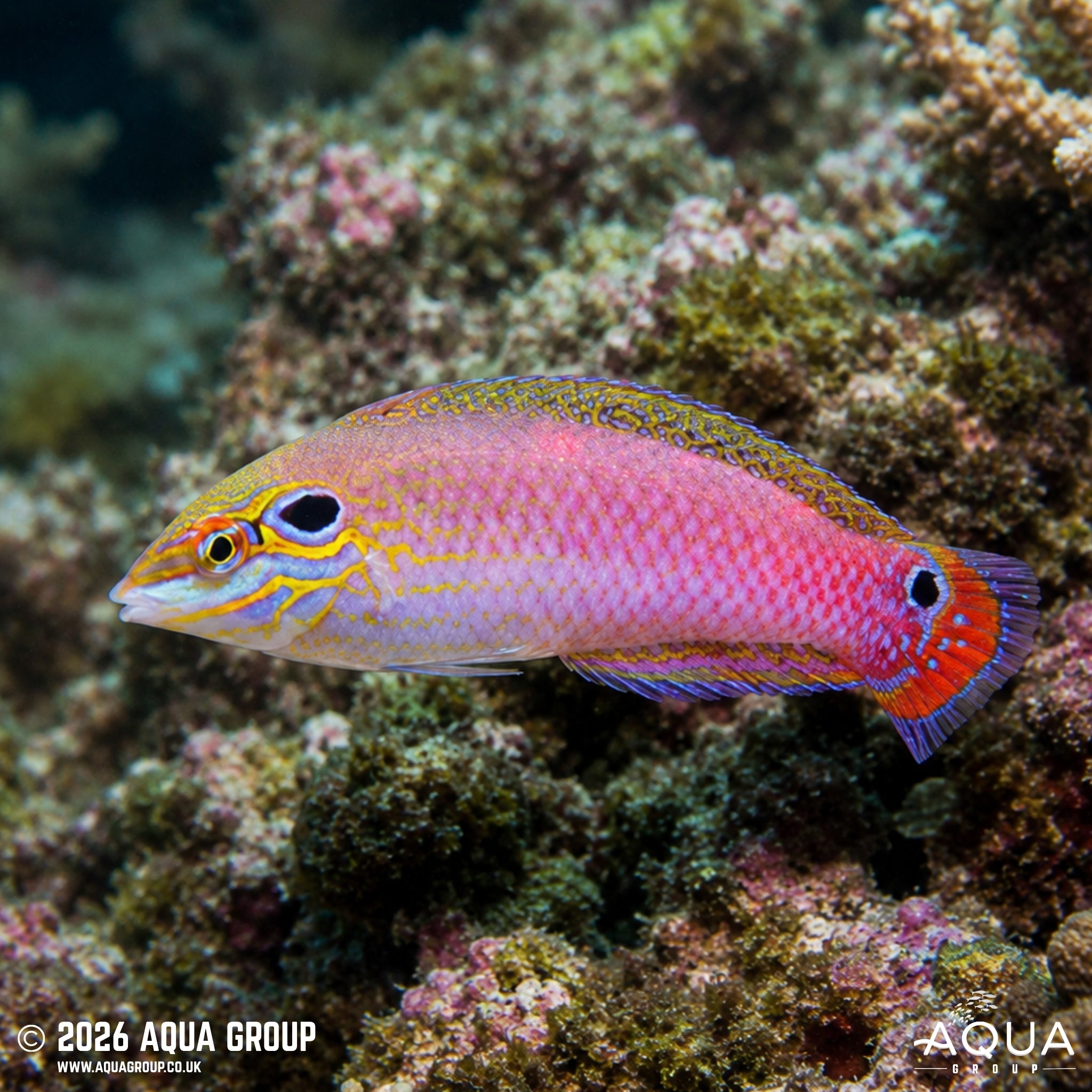 Babi Wrasse - Halichoeres tripilus