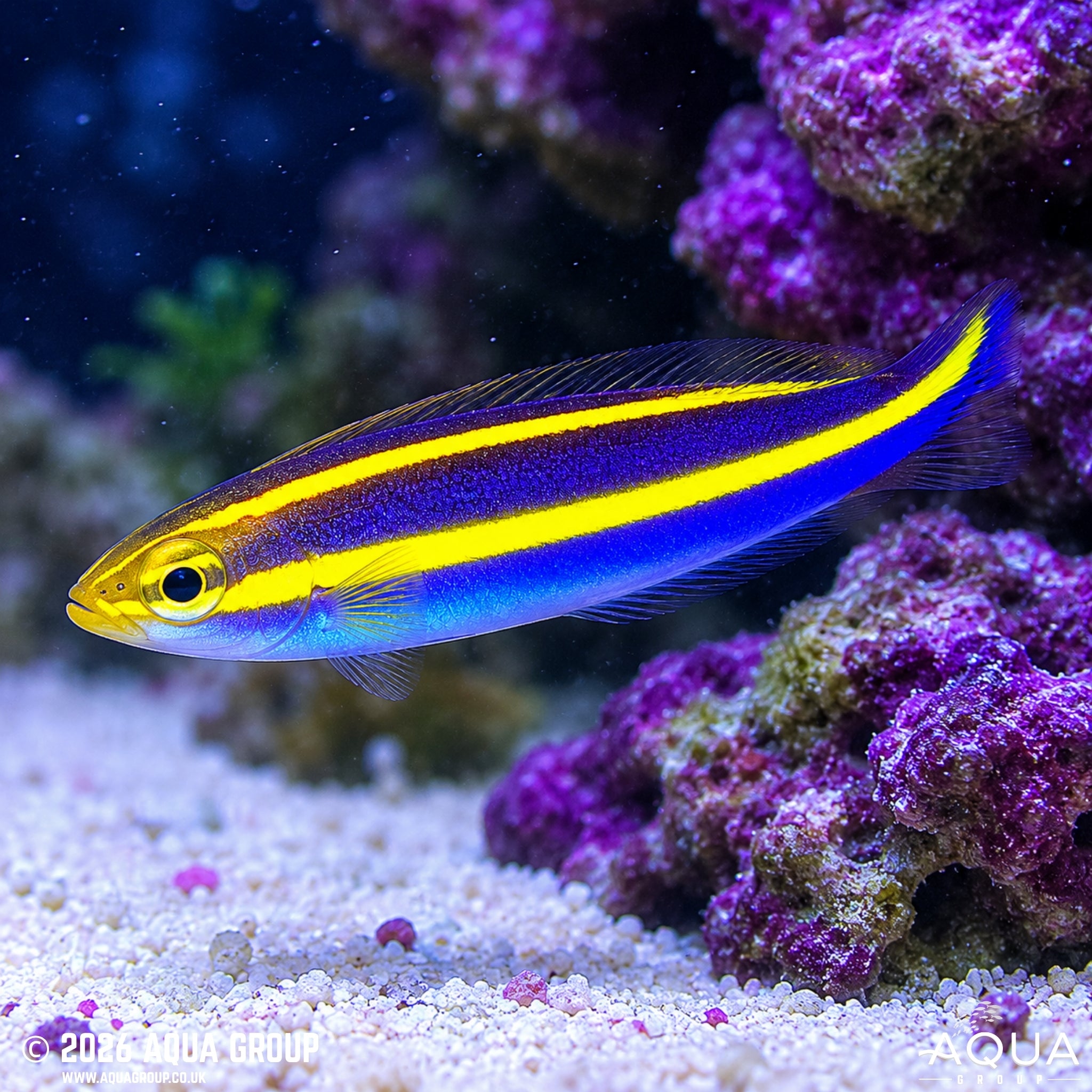 Banana Fish - Pentapodus emeryii - Aqua Group