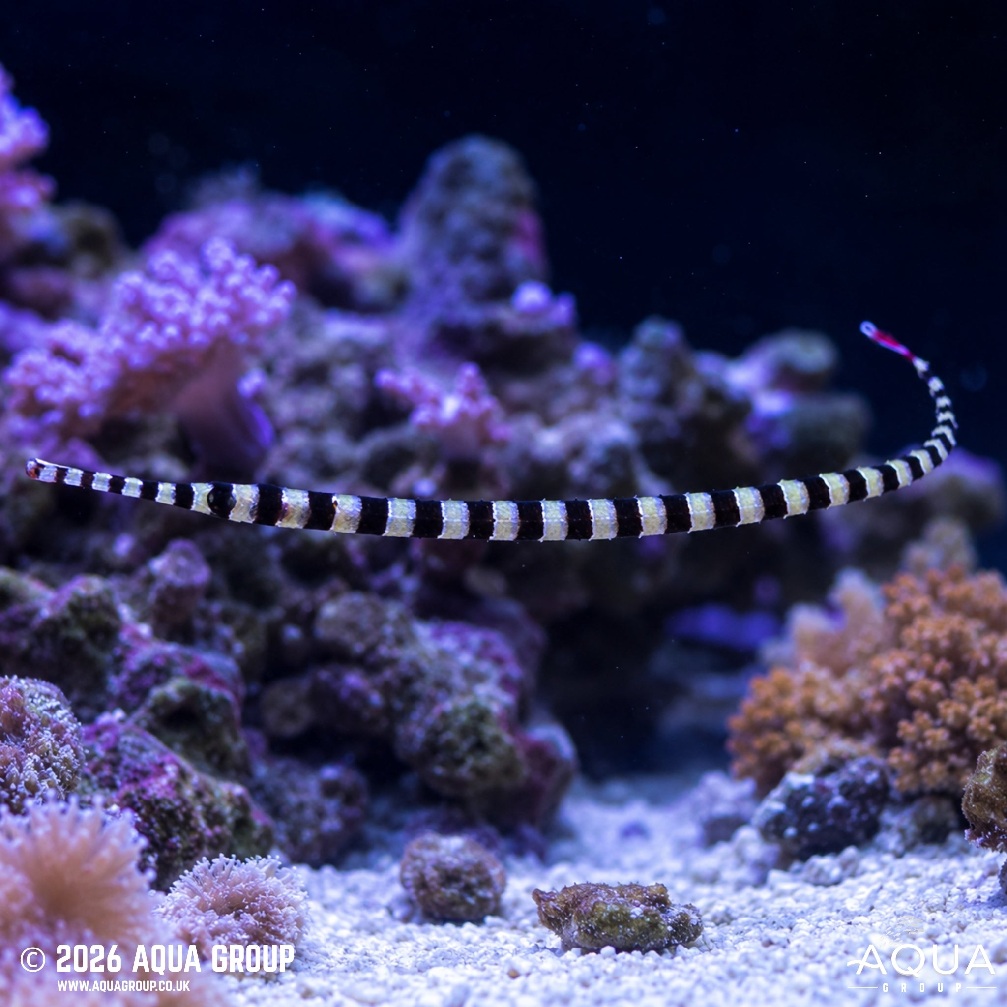 Banded Pipefish - Dunckerocampus dactyliophorus